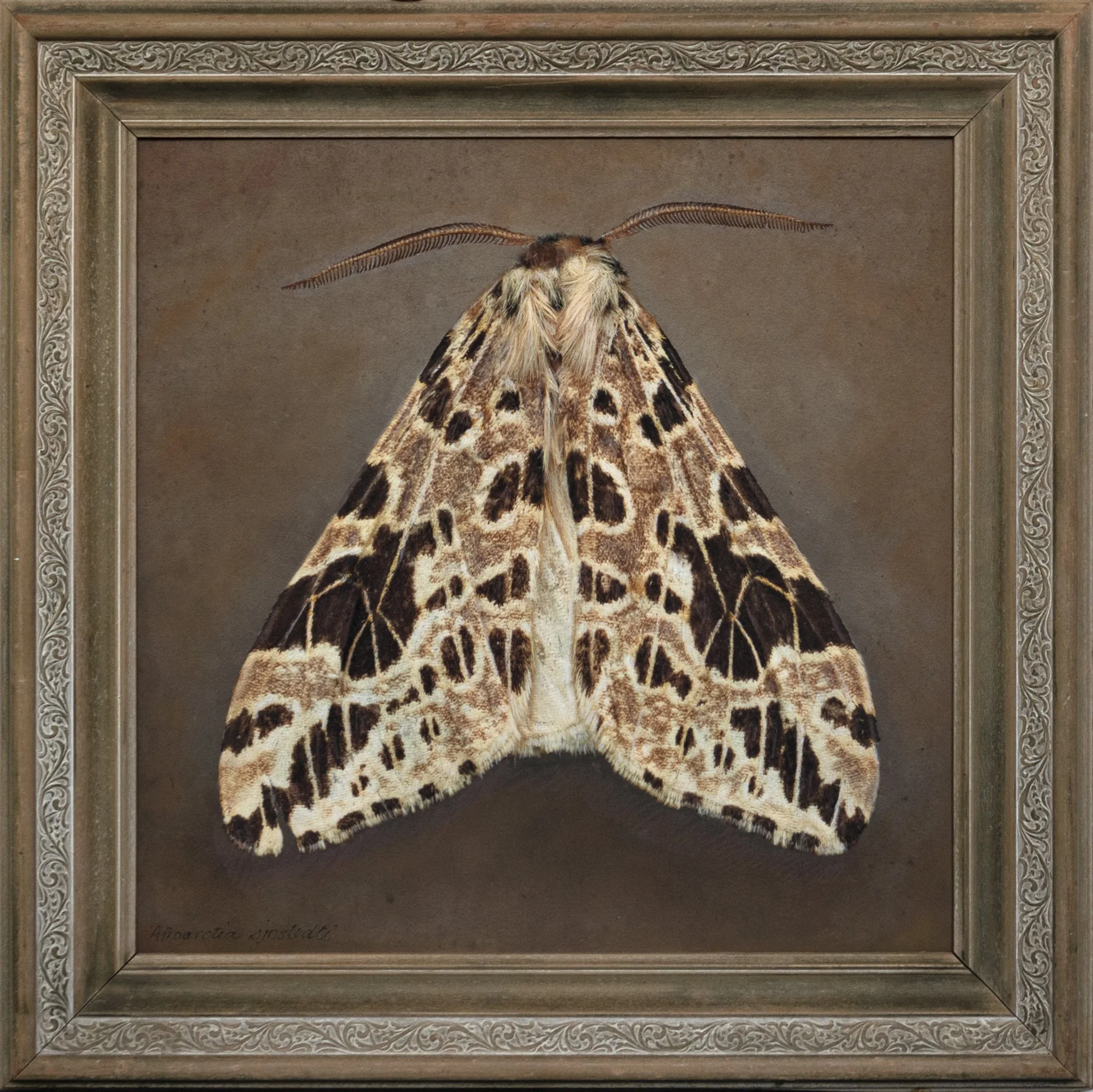   Afroarctia sjostedti    Image size 15 × 15”   Edition of 20 