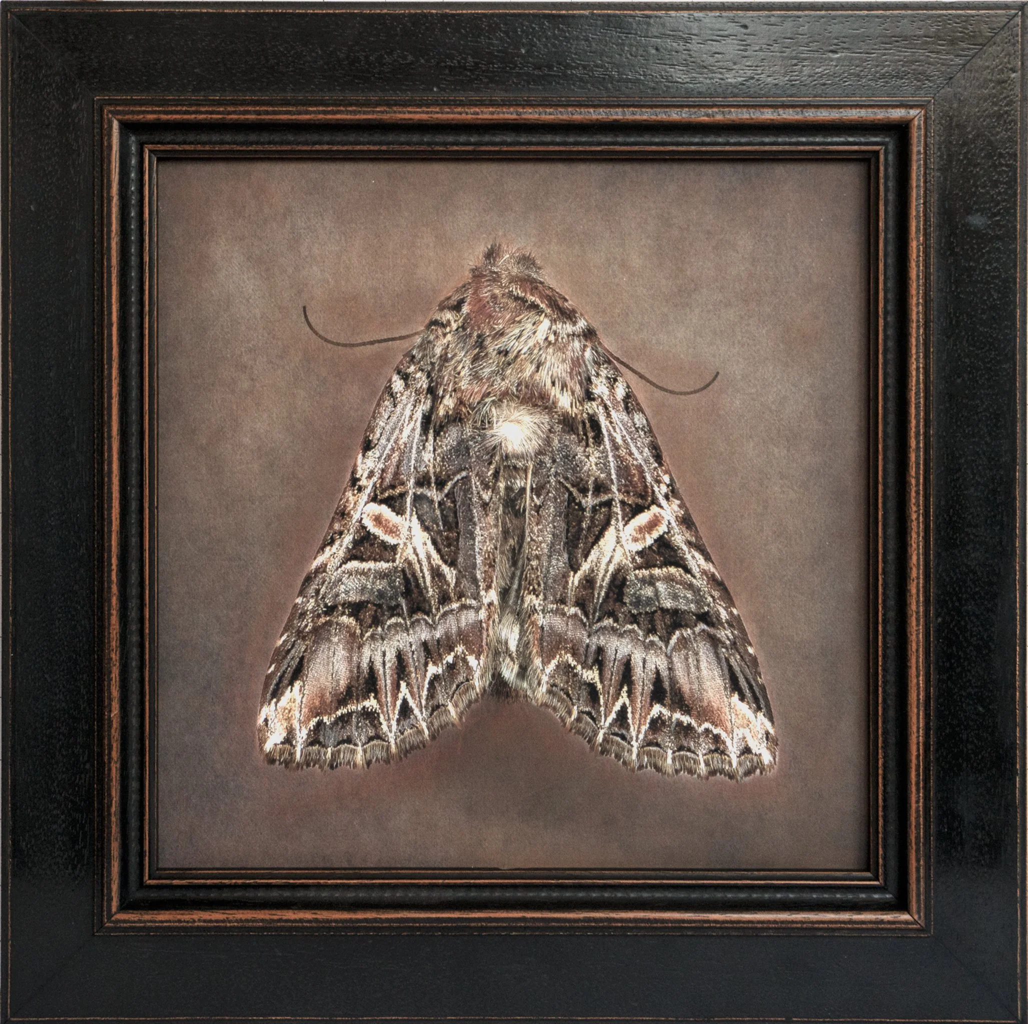  Anarta farnhami   Image size 12 × 12”   Edition of 20 