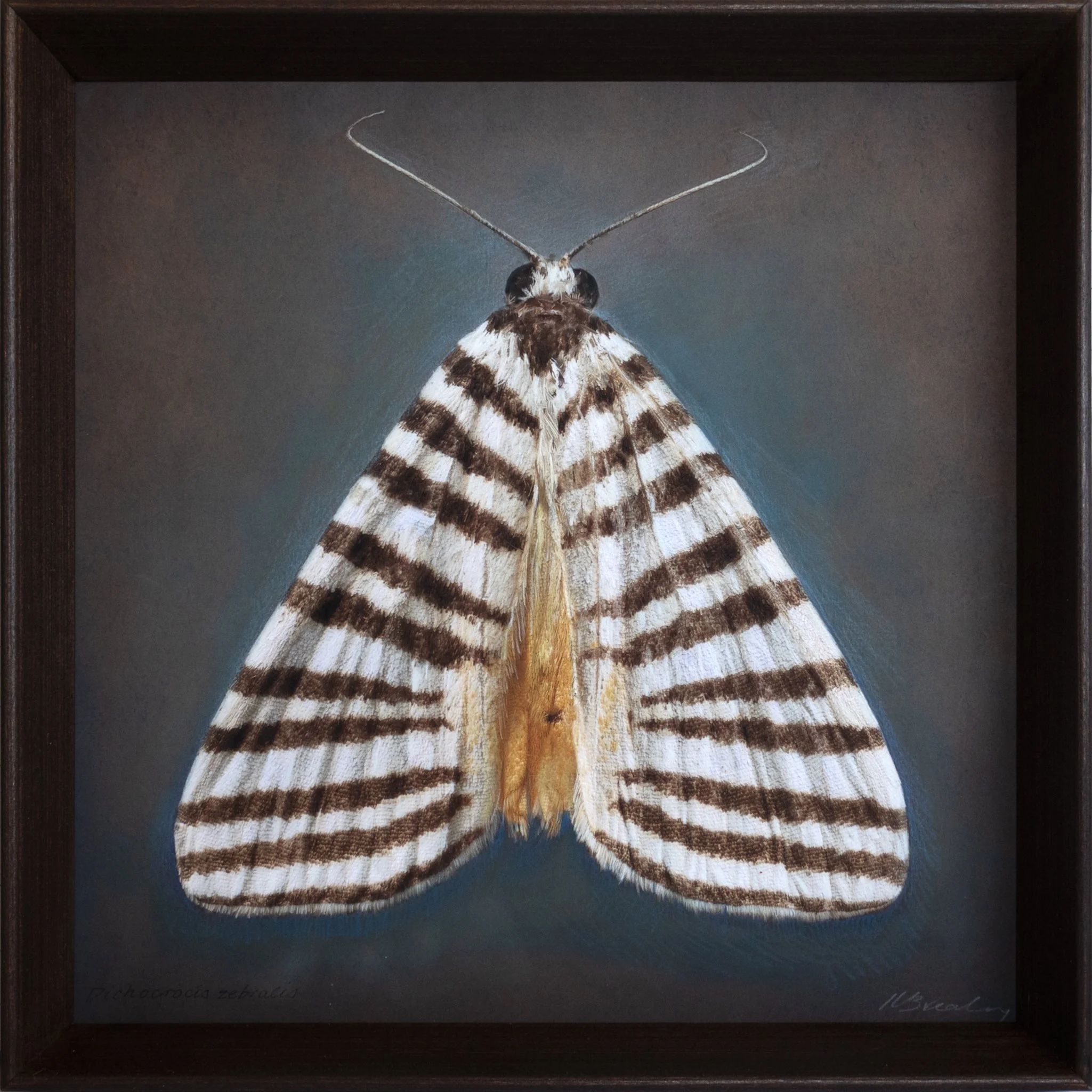   Dichocrocis zebralis   Image size 16 × 16”  Edition of 20 