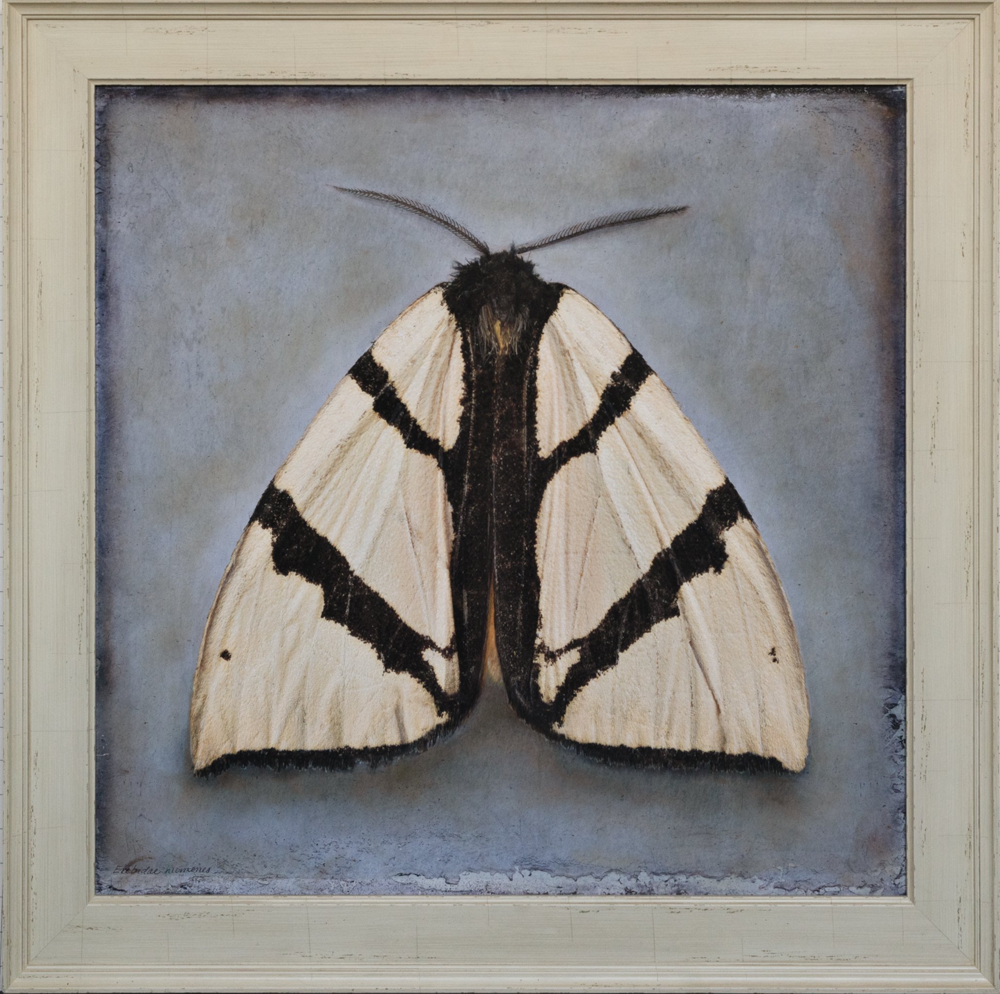  Erebidae Nunenes    Image size 24 × 24”  Edition of 20 