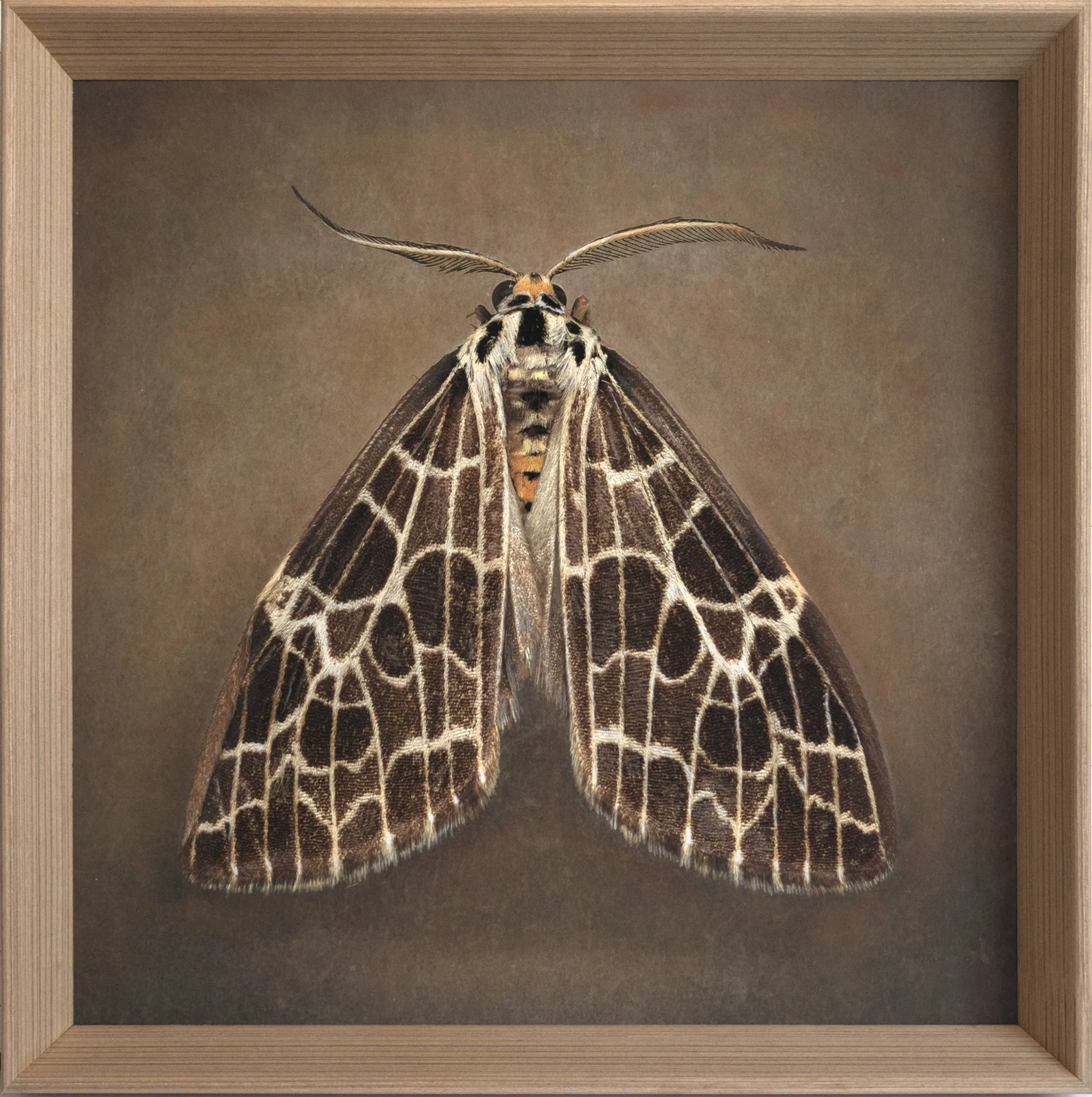   Galatea reticulata   Image size 16 × 16”   Edition of 20 