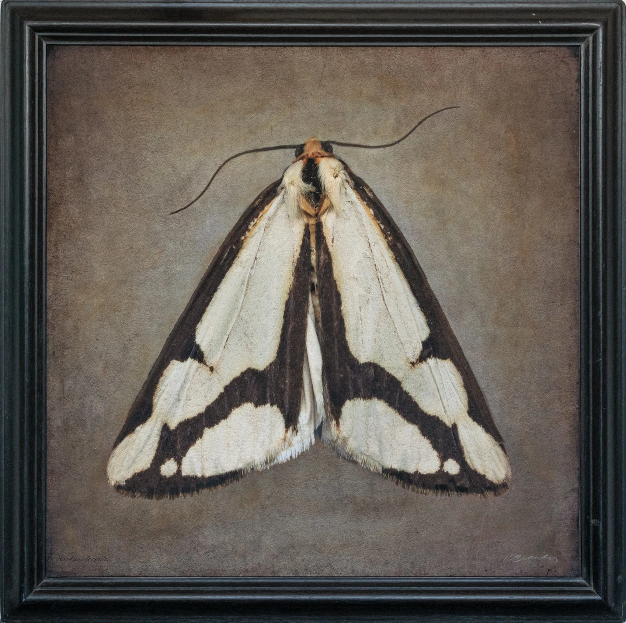   Haploa lecontei   Image size 24 × 24’   Edition of 20 
