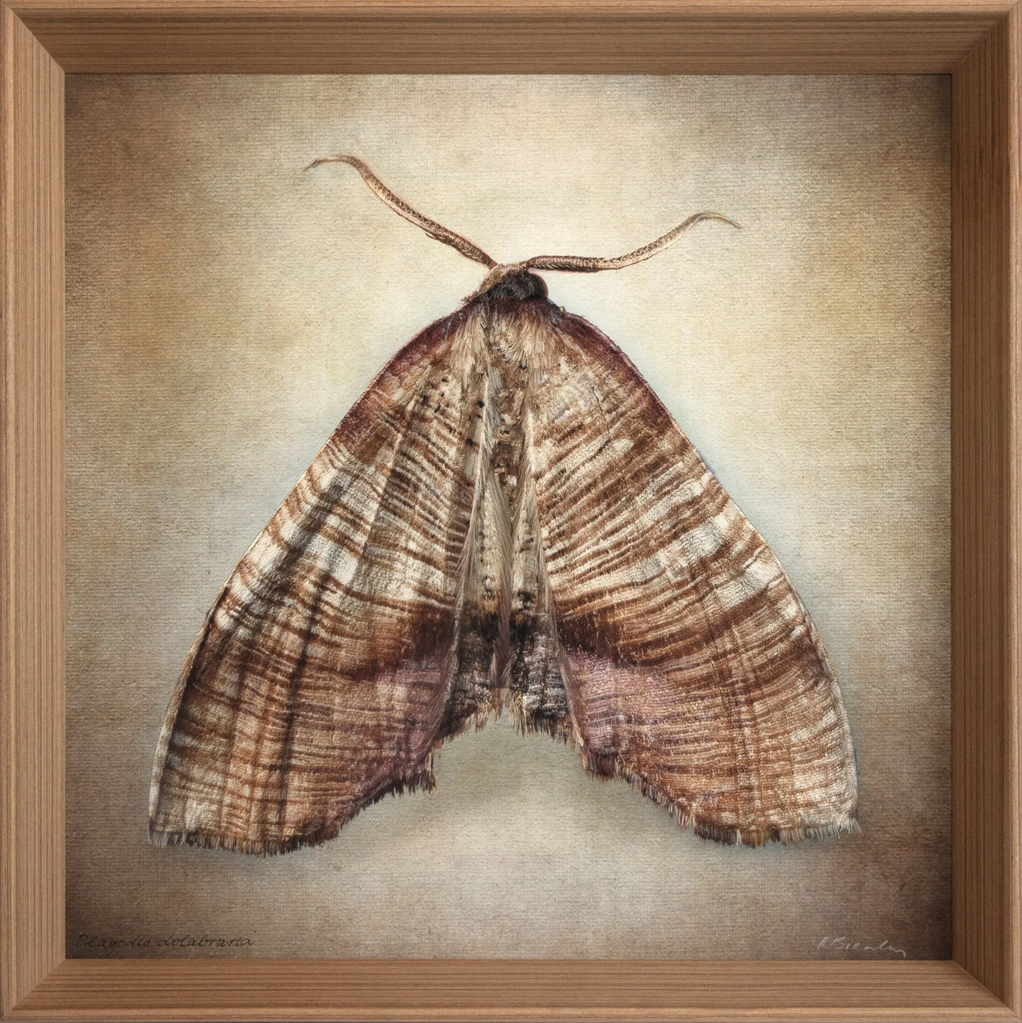   Plagodis dolabraria   Image size 16 × 16”  Edition of 20 