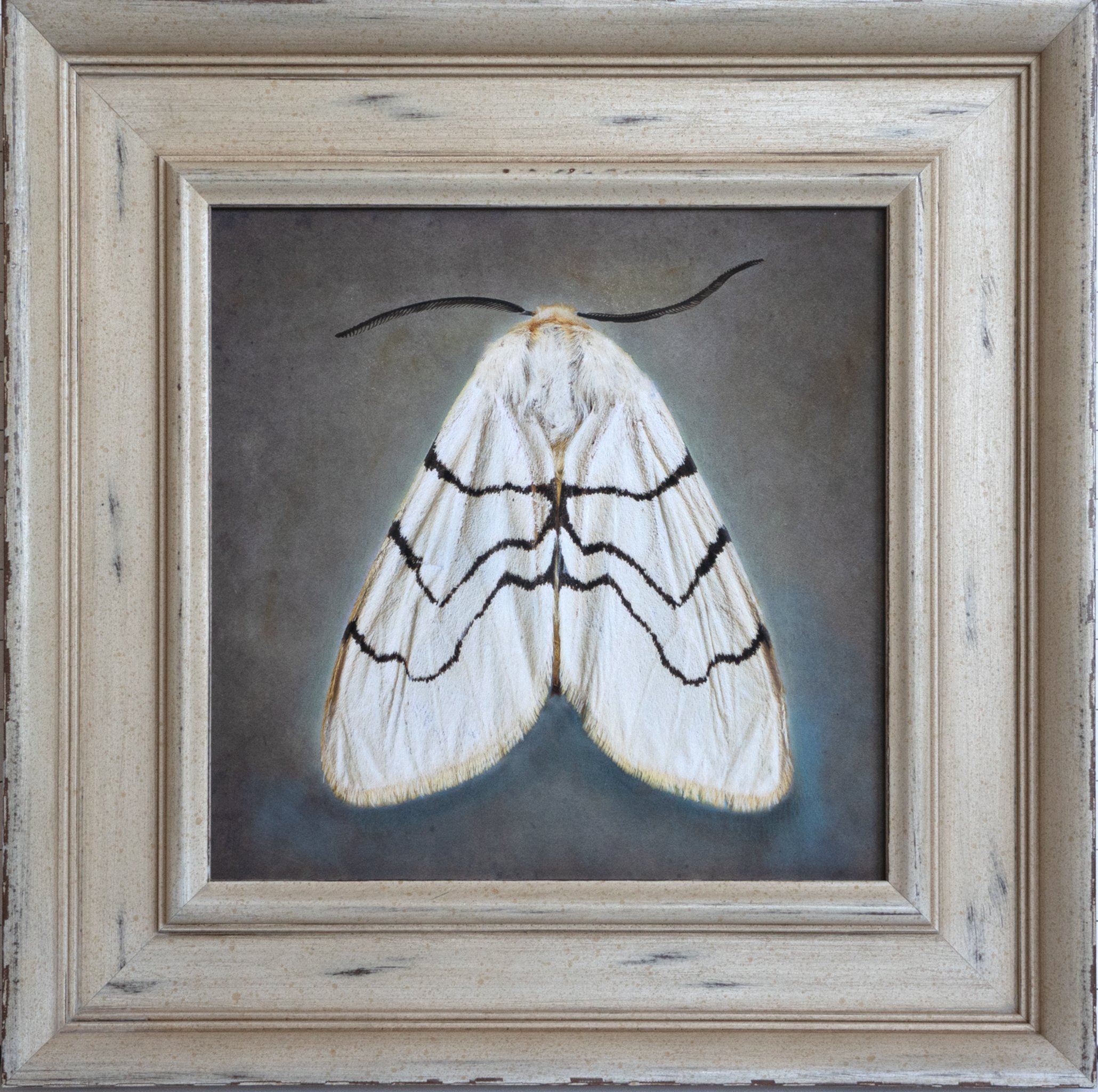   Silosoma curvilinea   Image size 12 × 12”  Edition of 20 