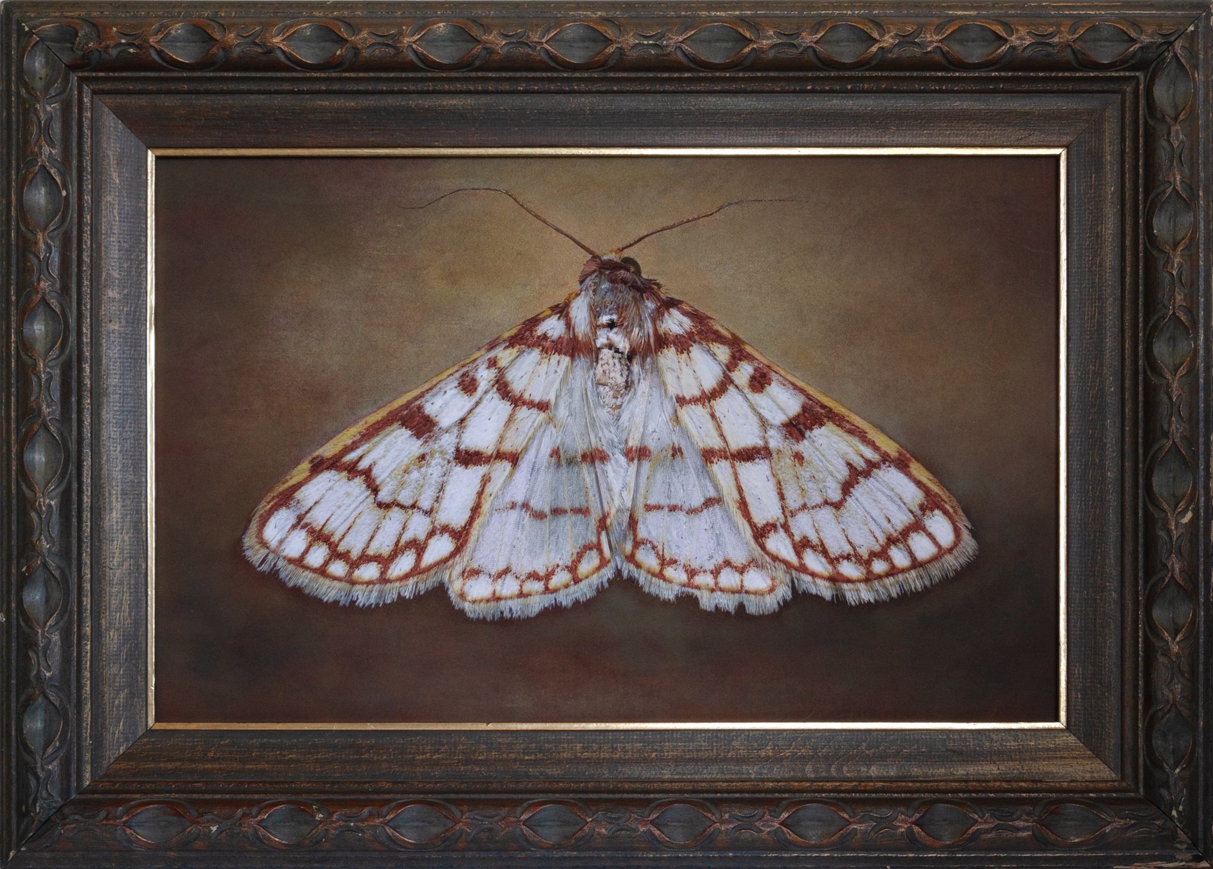   Polygrammodes flavidalis   Image size 14 × 22 1/2”  Edition of 20 