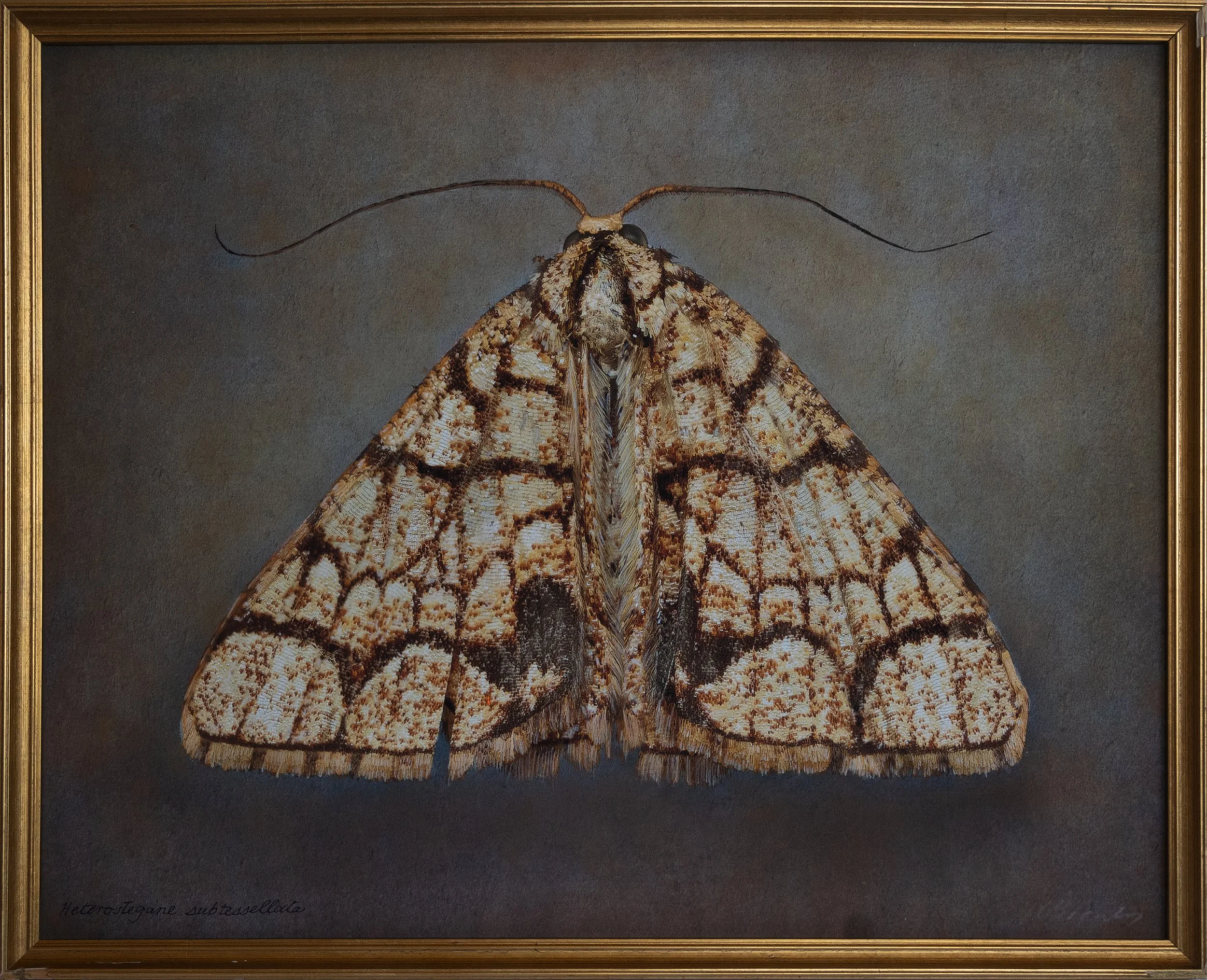   Heterostegane subtessellala   Image size 16 × 20”   Edition of 20 
