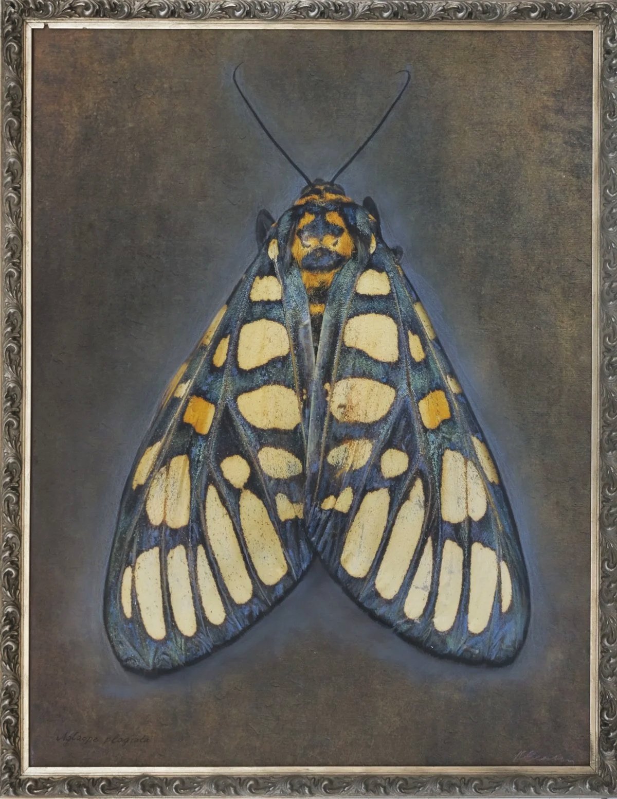   Eglaomorpha plagiata   Image size 18 x 24”  Edition of 20 
