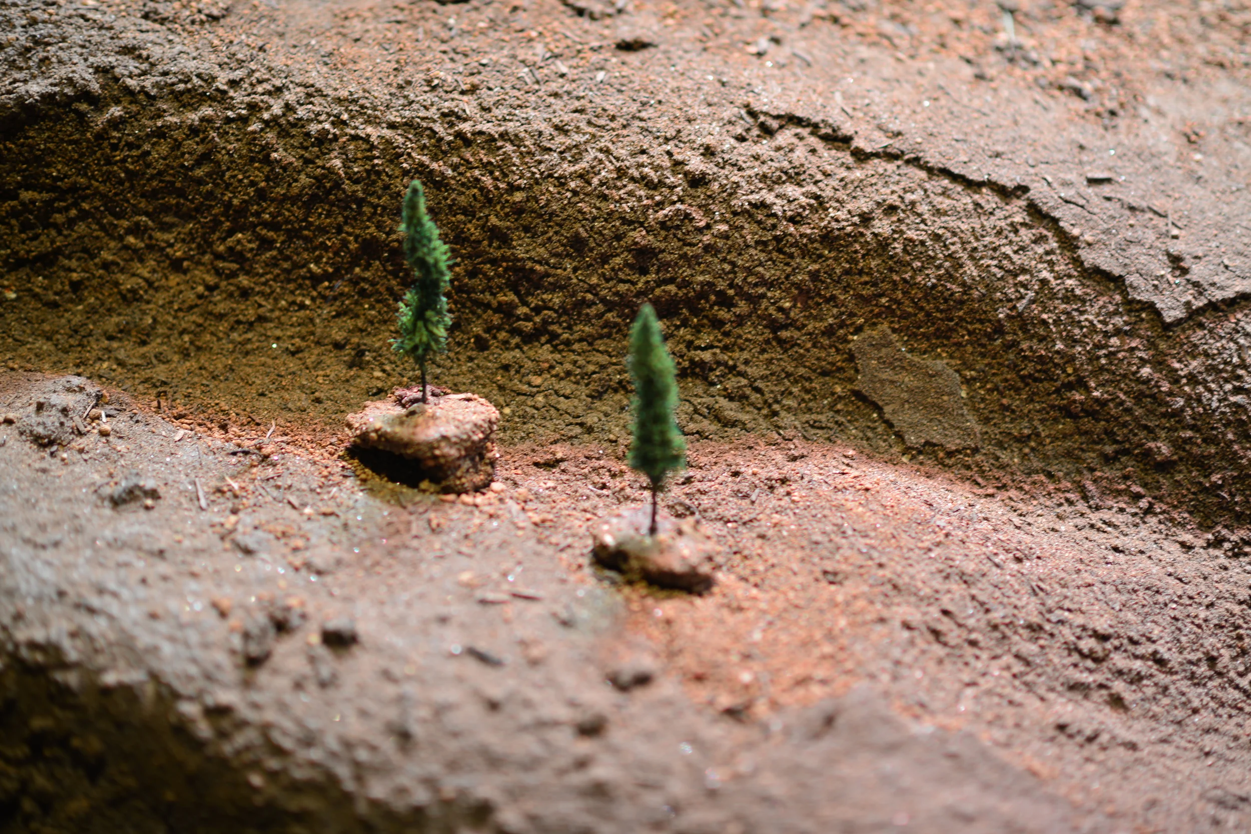 Shank 130216 Clouded Sulphur 019.JPG