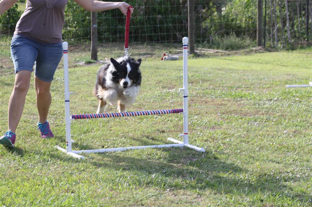 agility class 5-18-15 009.JPG