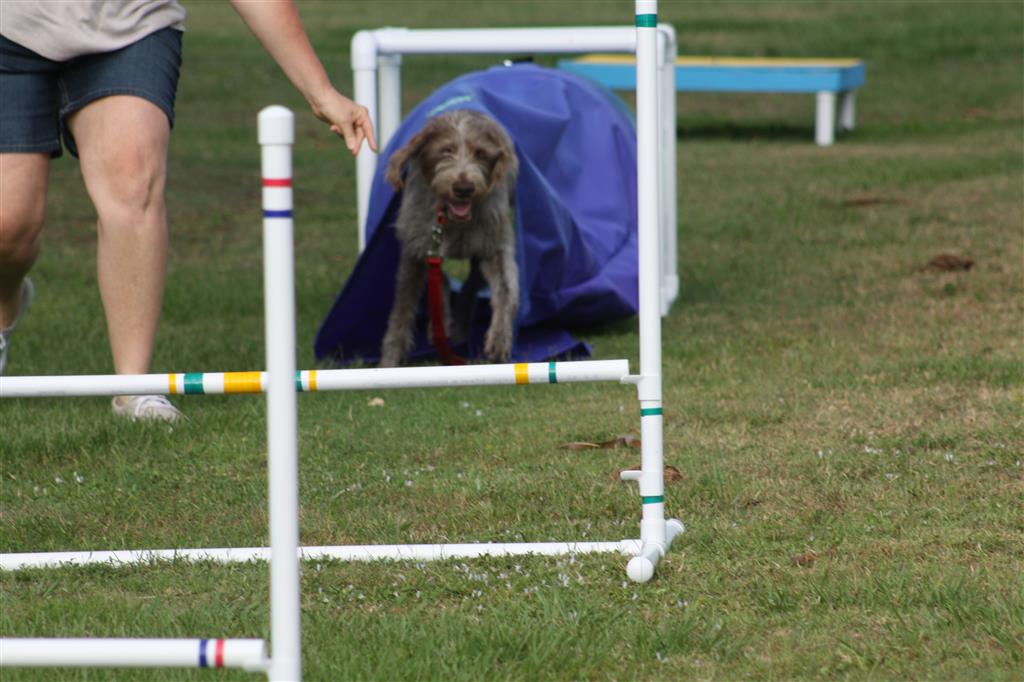 agility class 5-18-15 038.JPG