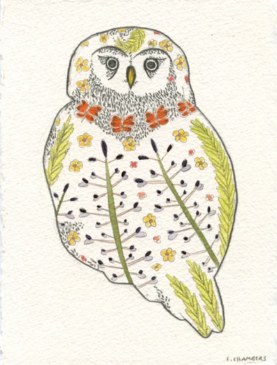 Pygmy Owl