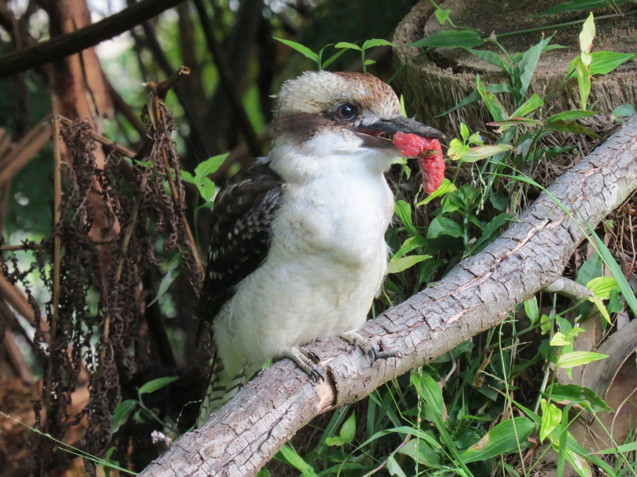 Laughing Kookaburra with Meat