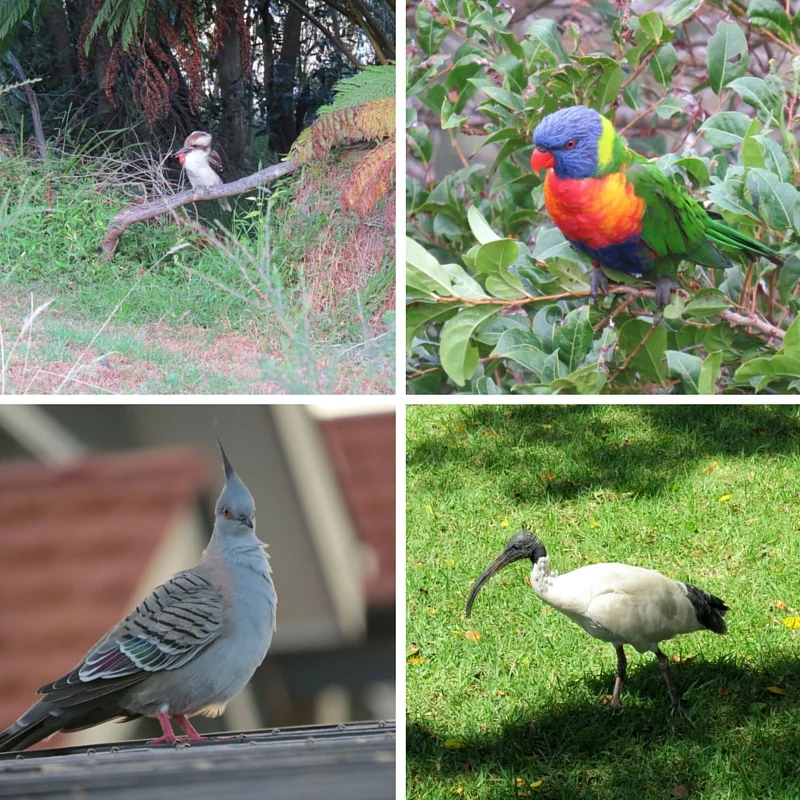 Top Left: Laughing Kookkaburra, Top Right: Rainbow Lorikeet Bottom Left: Australian Crested Dove, Bottom Right: Australian White Ibis