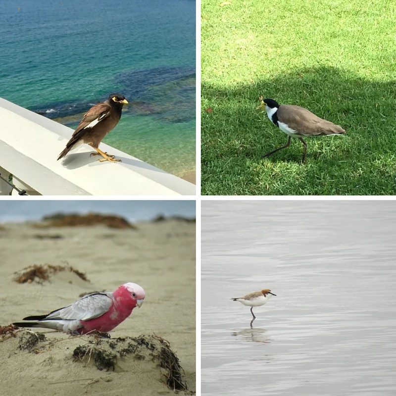 Top Left: Indian Myna Bird, Top Right: Masked Lapwing Bottom Left: Galah, Bottom Right: Sandpiper