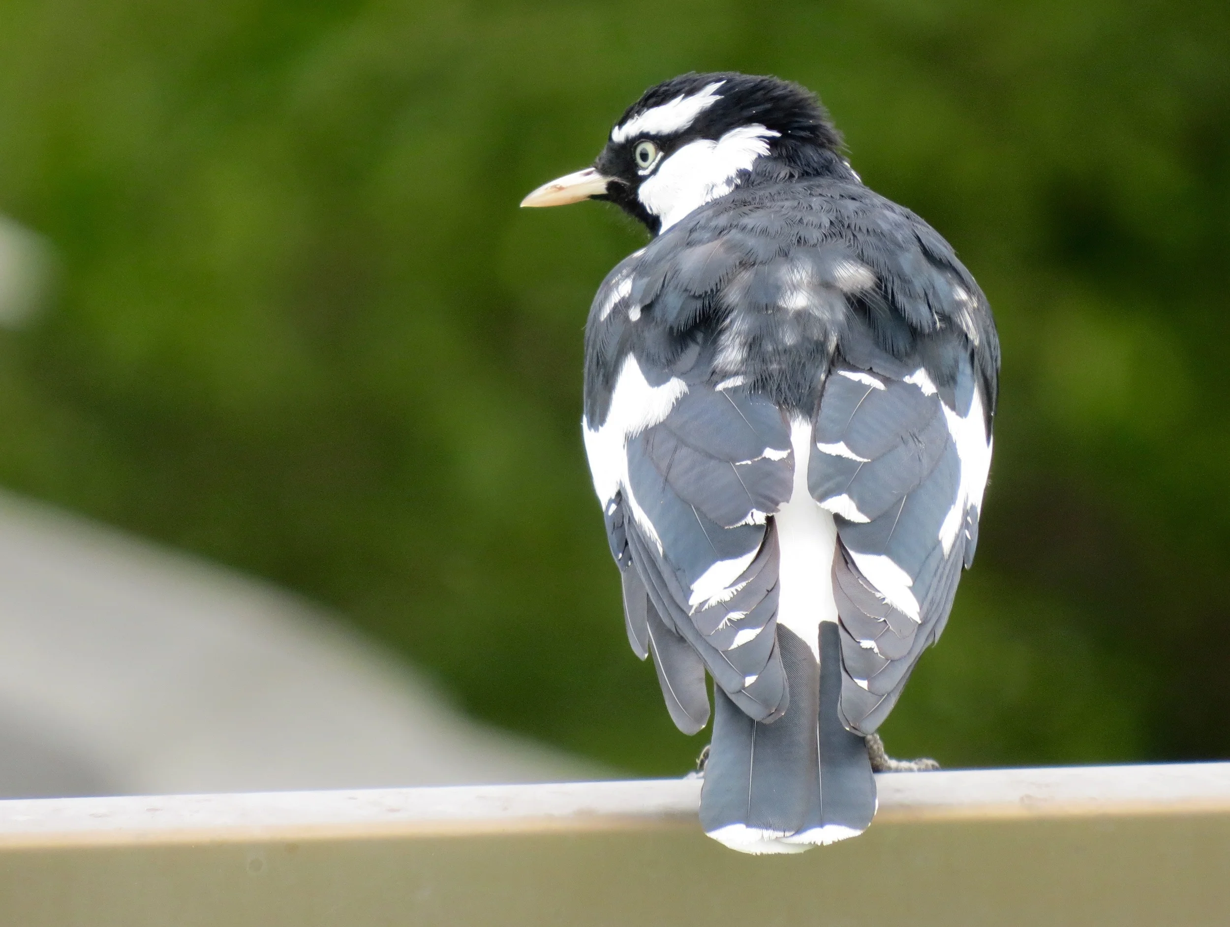 Magpie