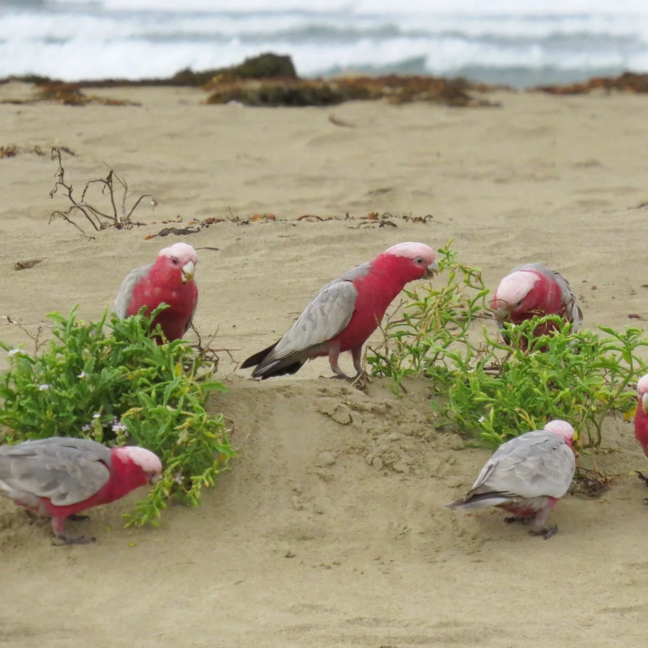 Galahs on the Beach in Gerringong