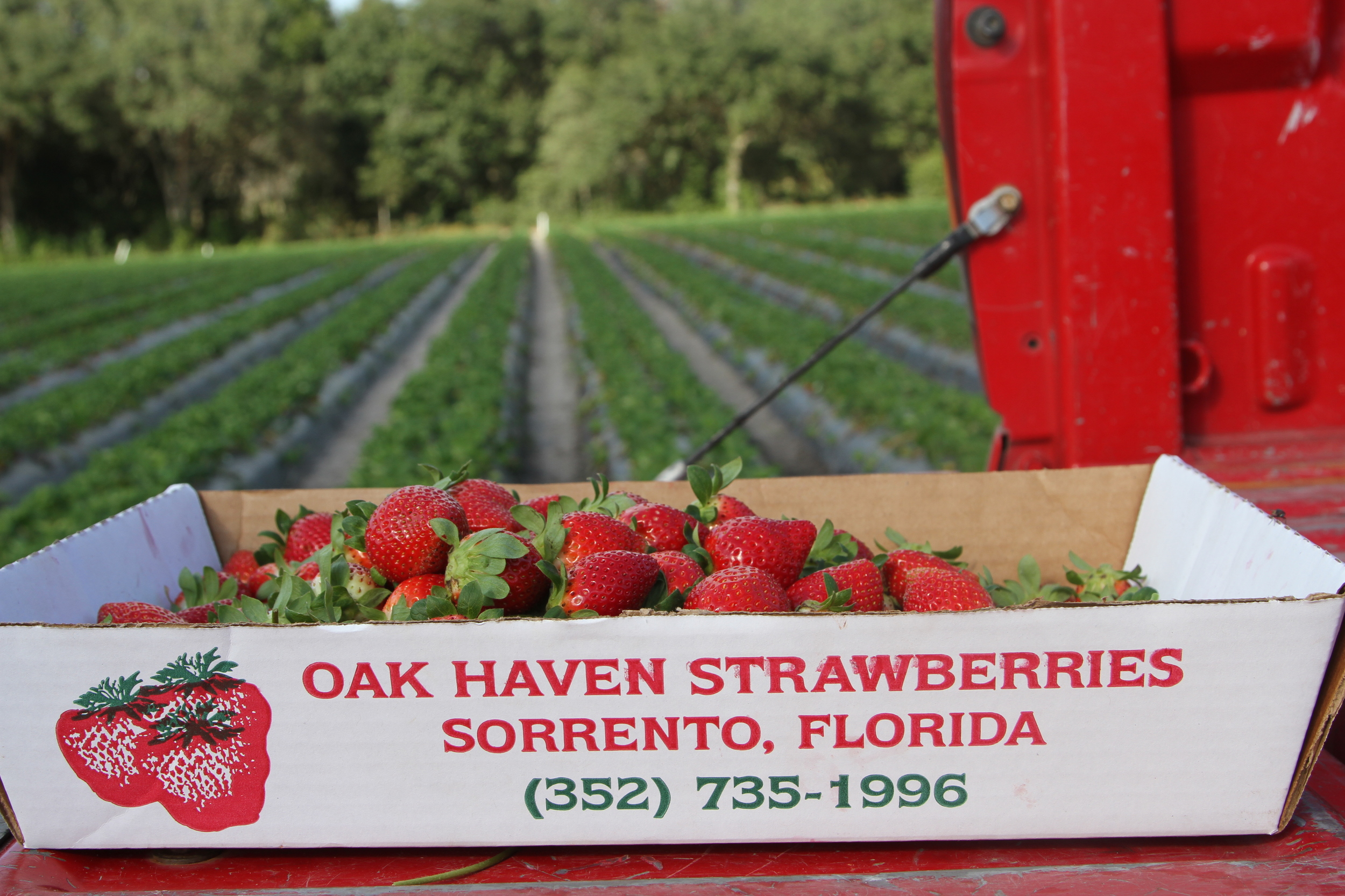 Pick Your Own Strawberries Oak Haven Farms Winery,Cooking Ribs On The Grill Charcoal