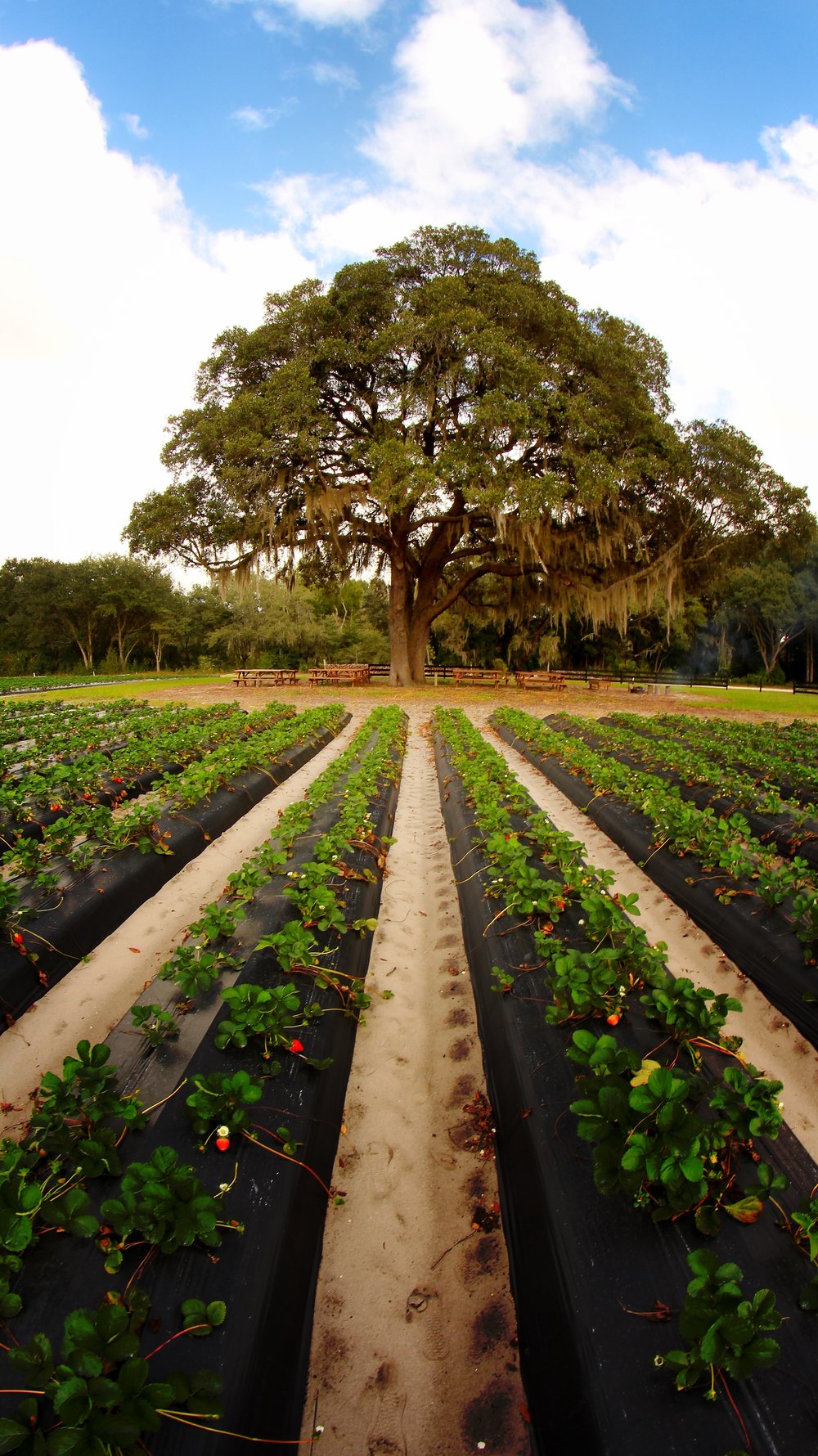 Contact Us — Oak Haven Farms & Winery