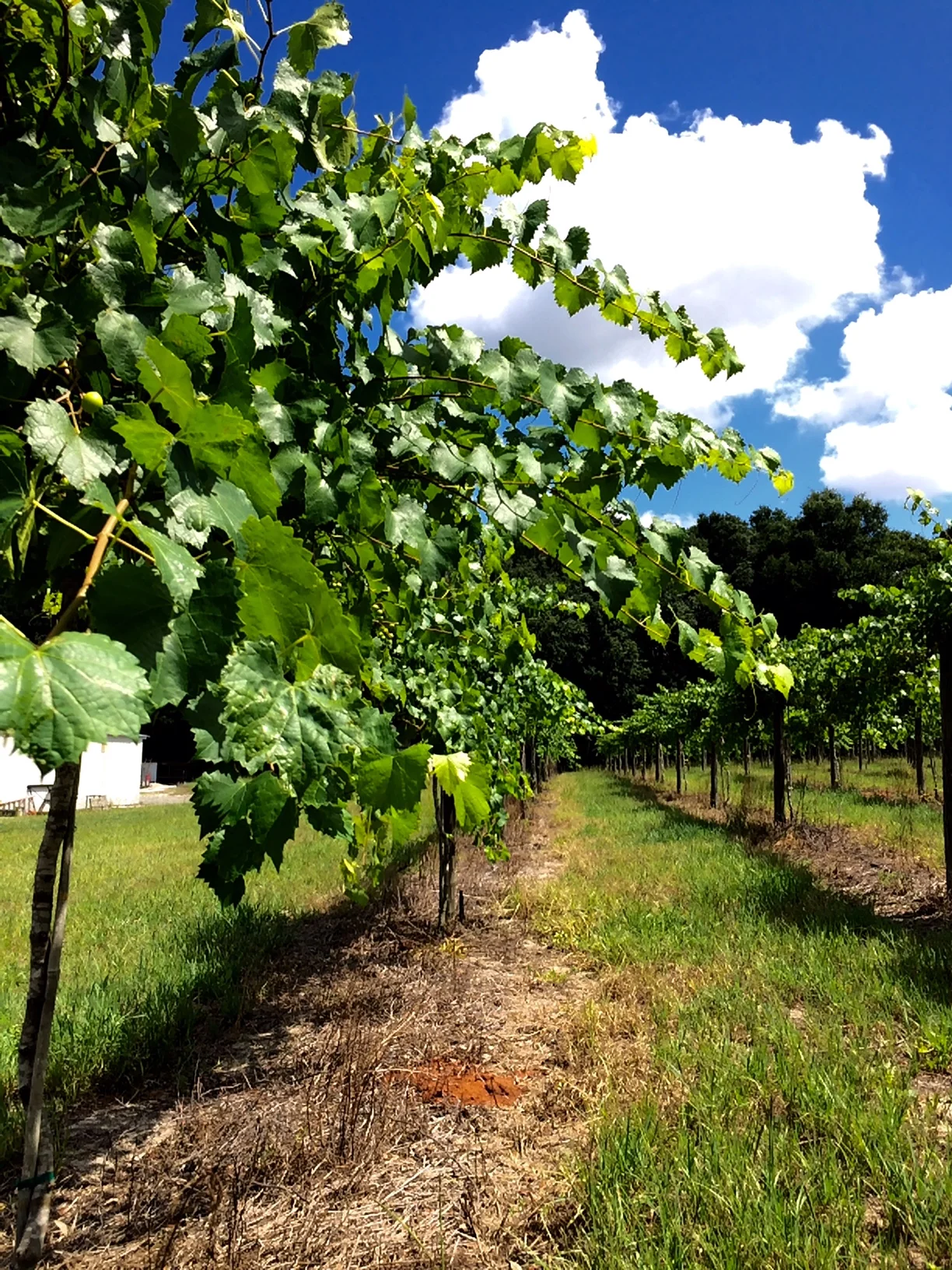 Wine Vines.jpg