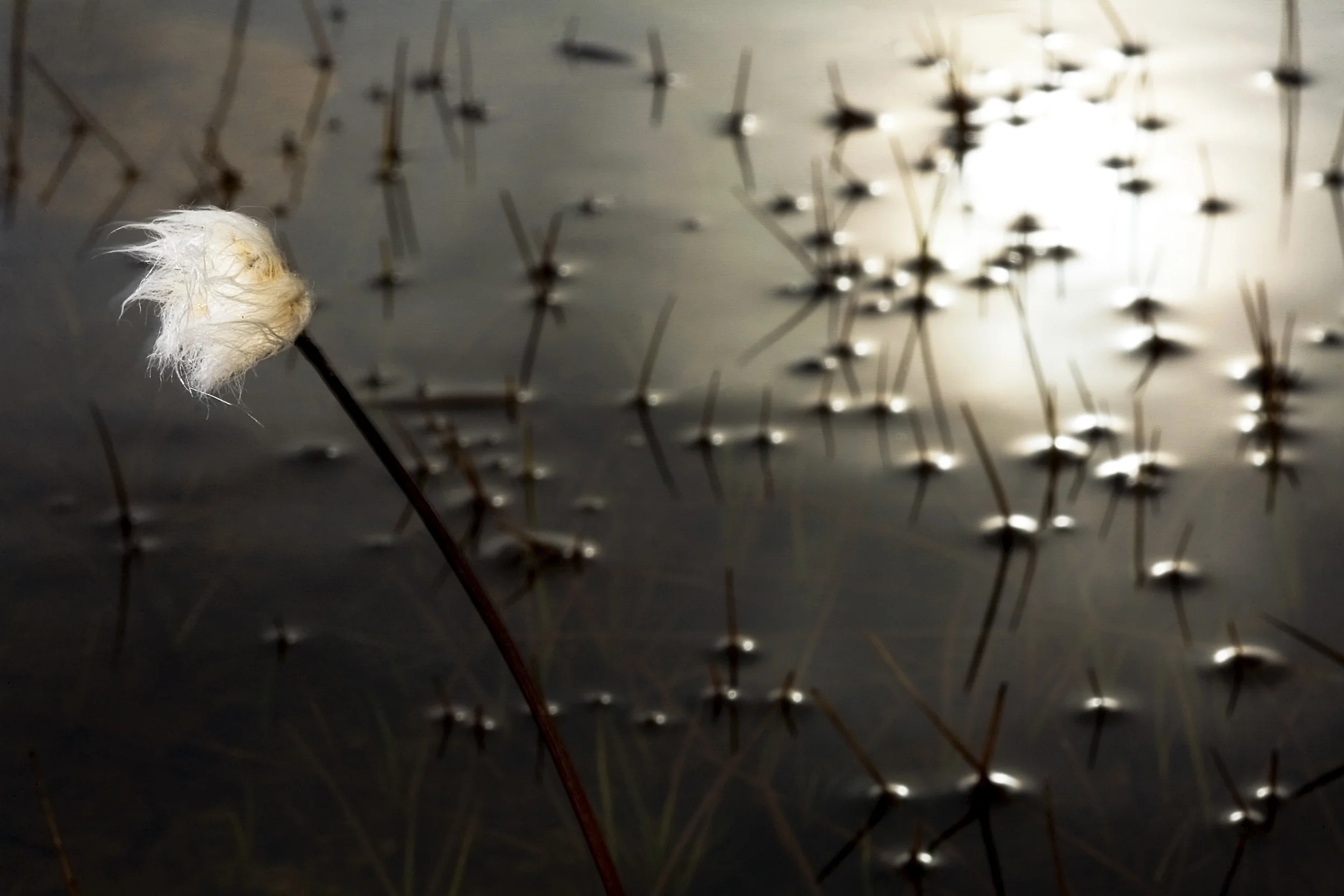 WILLOW-despeckle-Edit.jpg