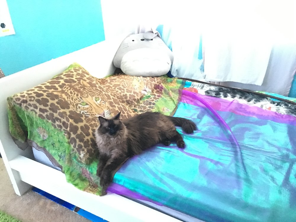 custom bedding for my exotic cat