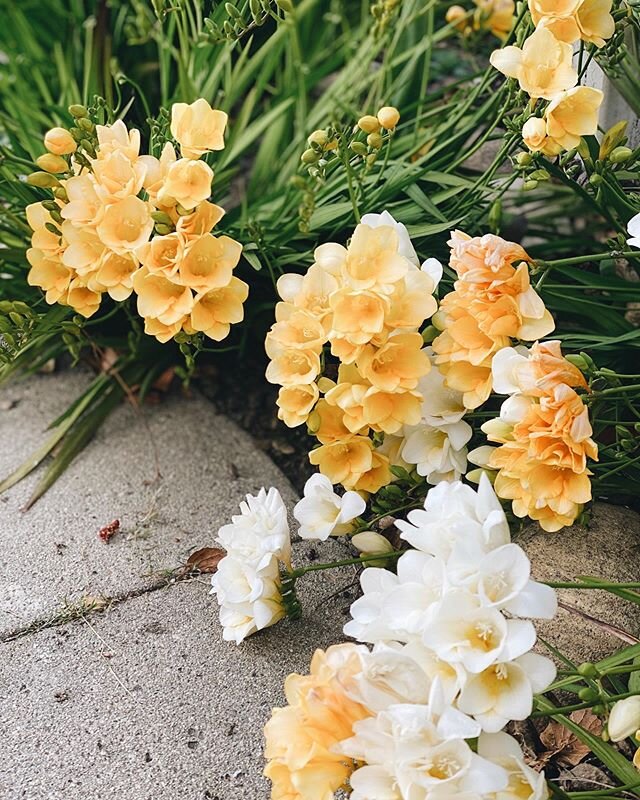 Grateful for neighborhood walks, spring blooms, and cozy days at home with @ryanssettles during this crazy time 🌼