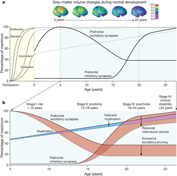 Figure 3. a, Normal cortical development involves proliferation, migration, arborizationand myelination, with the first two processes occurring mostly during prenatal life and the latter two continuing through the first two post-natal decades. The combined effects of pruning of the neuronal arbor and myelin deposition are thought to account for the progressive reduction of grey-matter volume observed with longitudinal neuroimaging. Beneath this observed overall reduction, local changes are far more complex. Data from human and non-human primate brain indicate increases in inhibitory and decreases in excitatory synaptic strength occurring in prefrontal cortex throughout adolescence and early adulthood, during the period of prodrome and emergence of psychosis. b, The trajectory in children developing schizophrenia could include reduced elaboration of inhibitory pathways and excessive pruning of excitatory pathways leading to altered excitatory–inhibitory balance in the prefrontal cortex. Reduced myelination would alter connectivity. Detection of prodromal neurodevelopmental changes could permit early intervention with potential prevention or preemption of psychosis. Source: Insel, 2010 (appearing in Nature)