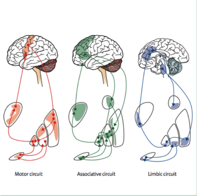Figure 5. Basal ganglia loops are relevant for significantly more than motor behavior. Loops are integral for governing executive function, motivation/reward, and personality (Obeso et al., 2014, Lancet ).