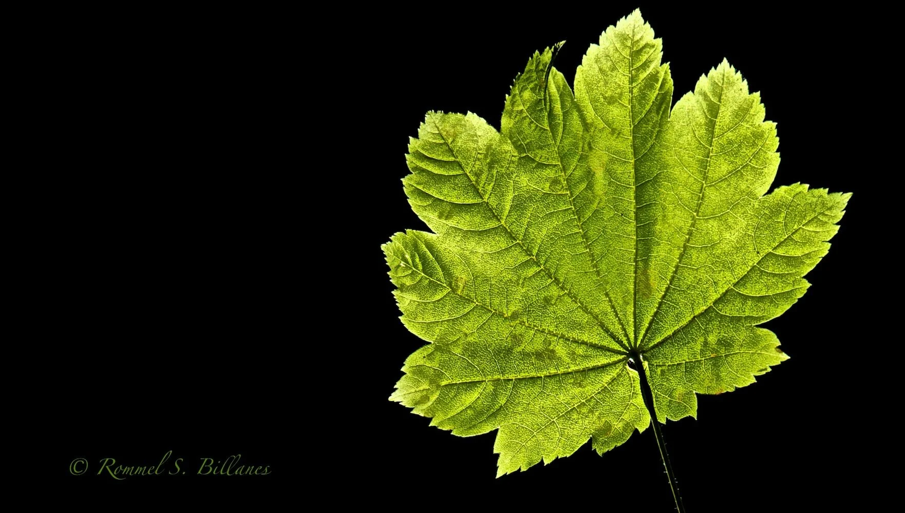 _DSC9673.jpg