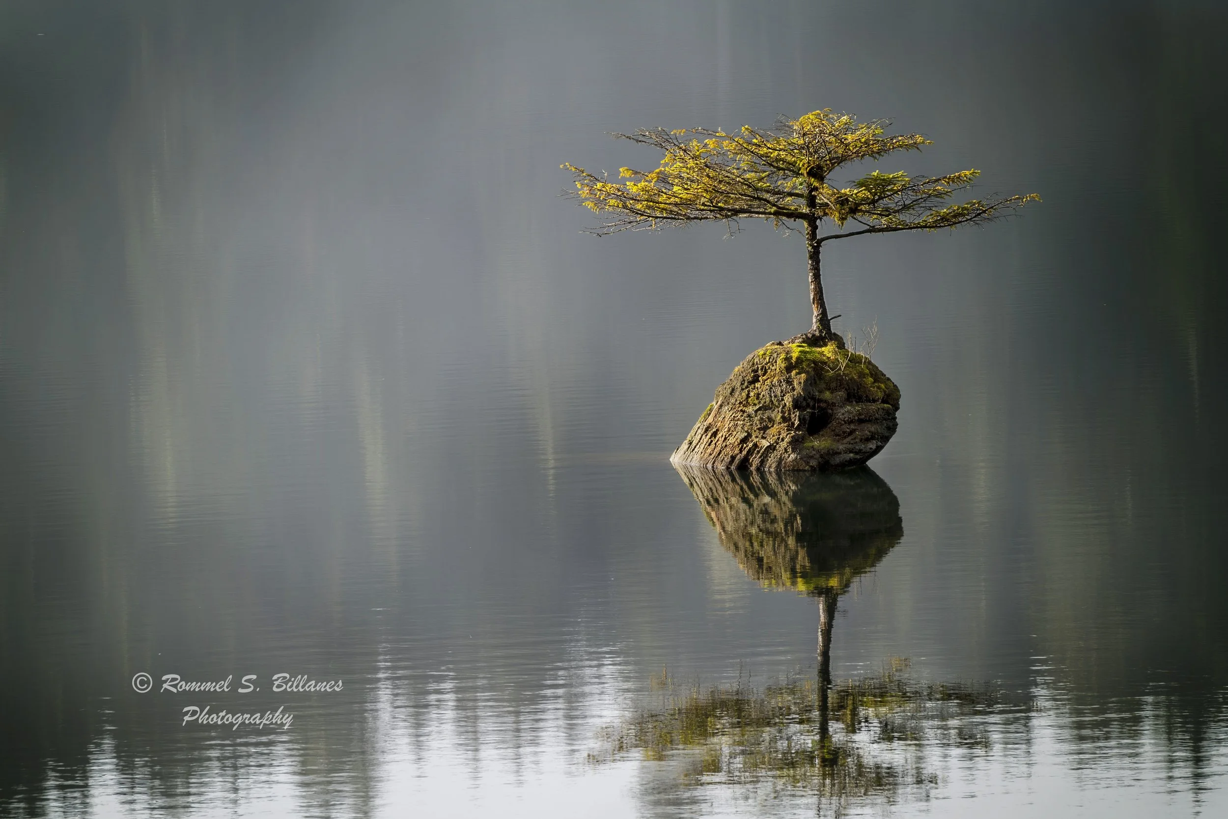 Fairy Lake Bonzai Tree