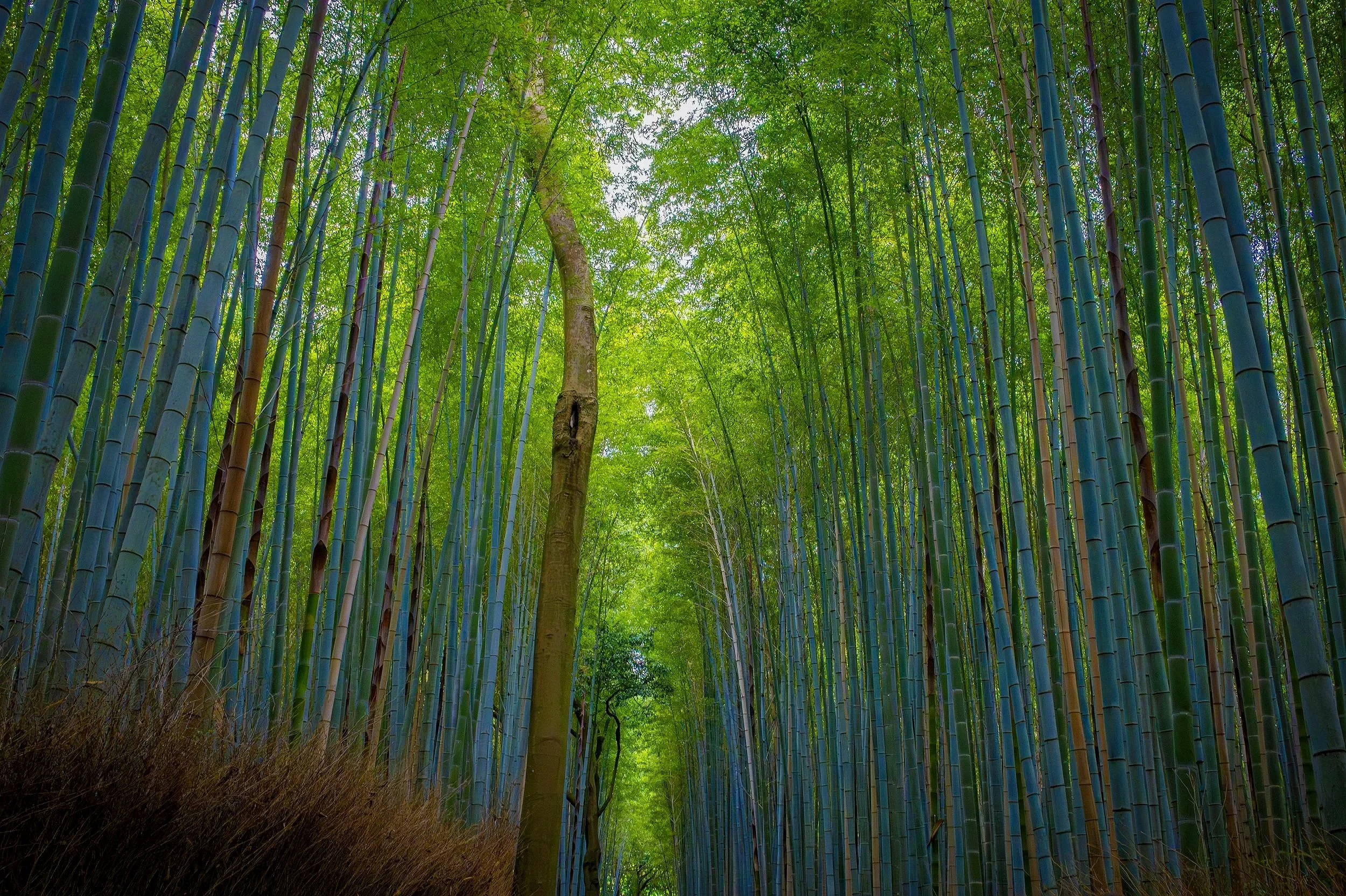 Arashiyama Bamboo Grove - Kyoto, Japan. 