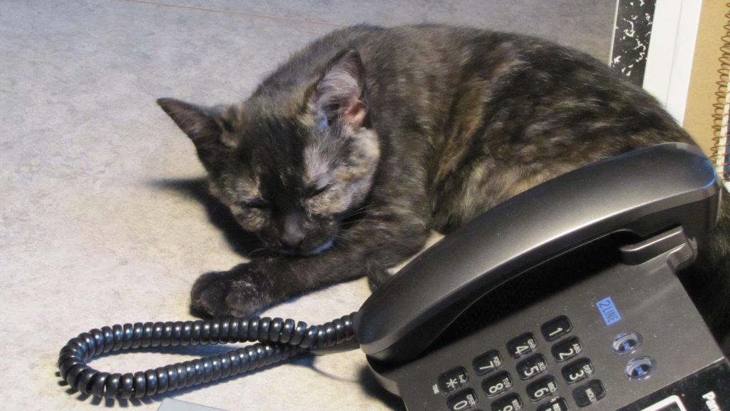 DorisbyPhone.jpg