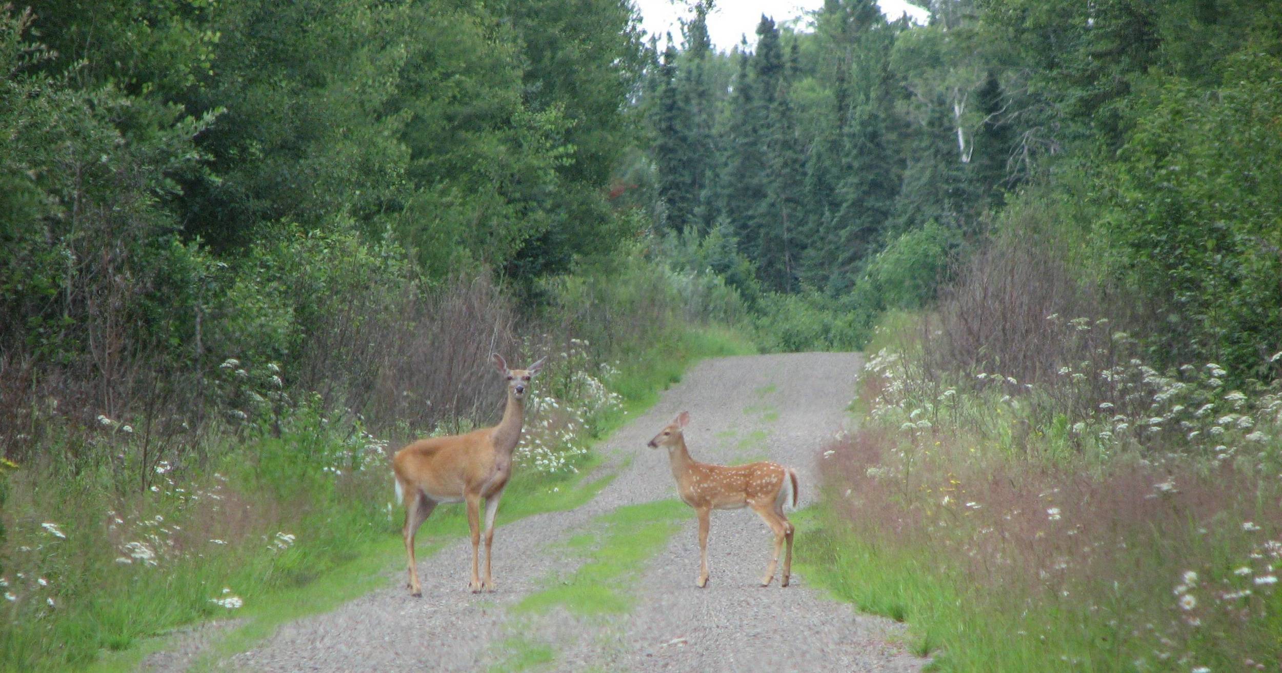 &nbsp; &nbsp; &nbsp; &nbsp; &nbsp; &nbsp;Photo © P. A. &nbsp;Pashibin Used with permission