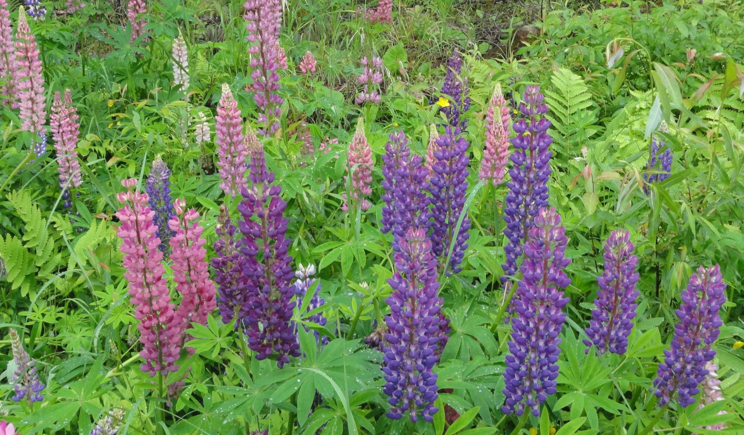 Lupinecrop5447.jpg