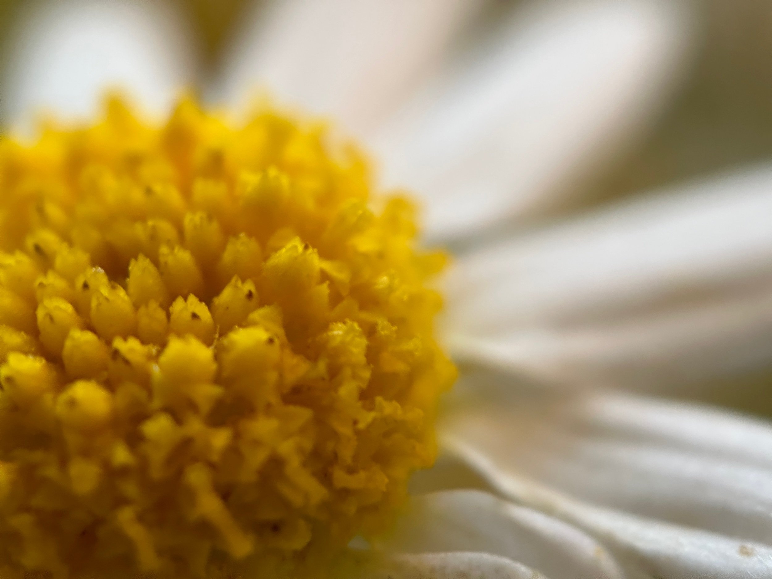 Close your eyes and imagine yourself as a beautiful flower. As you inhale deeply through your nose, visualize yourself drawing in sunlight and nourishment through your pistil. Hold your breath for a moment, feeling the energy and vitality it gathers