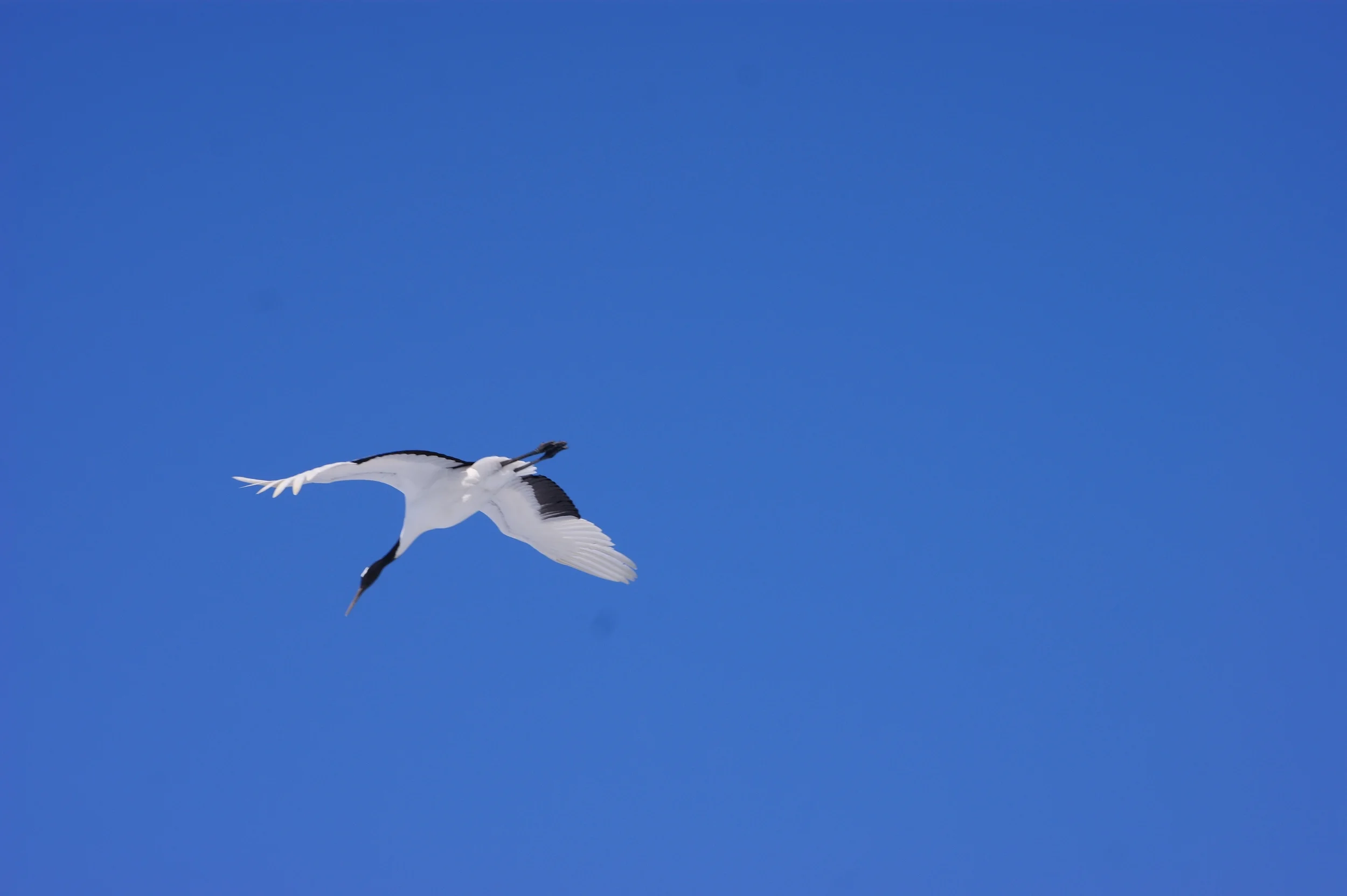 DSC01100.JPG