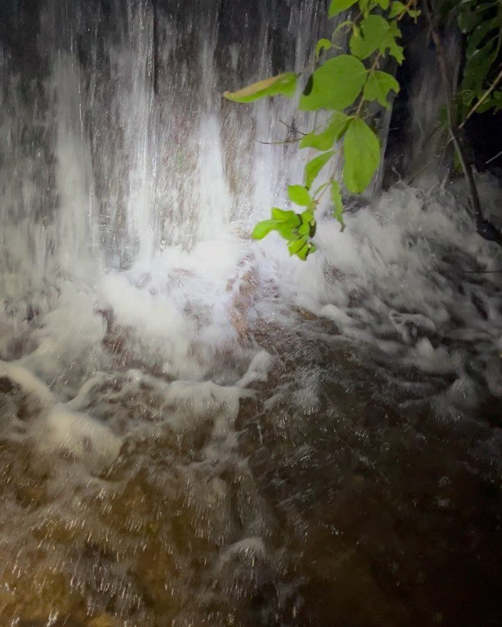 Last night we conducted monthly observational surveys. Our data and documented evidence clearly shows that the concrete weirs are causing habitat fragmentation for the Japanese giant salamander in this special habitat. The solution? The implementatio