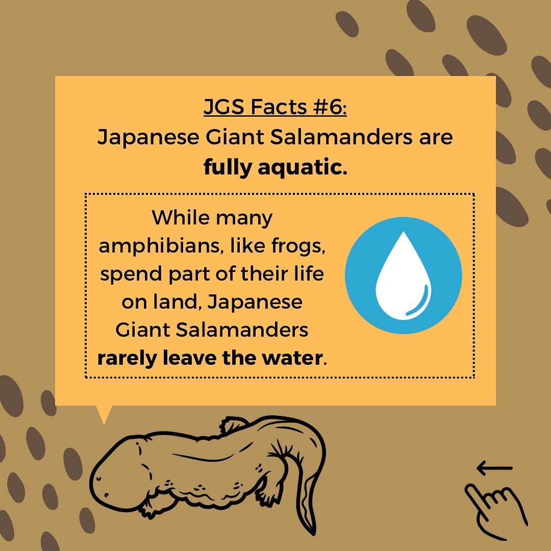 JGS Facts #6: Japanese giant salamanders are fully aquatic!

Other amphibians, like frogs and other salamanders, may spend time on land and out of the water in moist environments. Many species can live and hunt outside of the water as long as there i