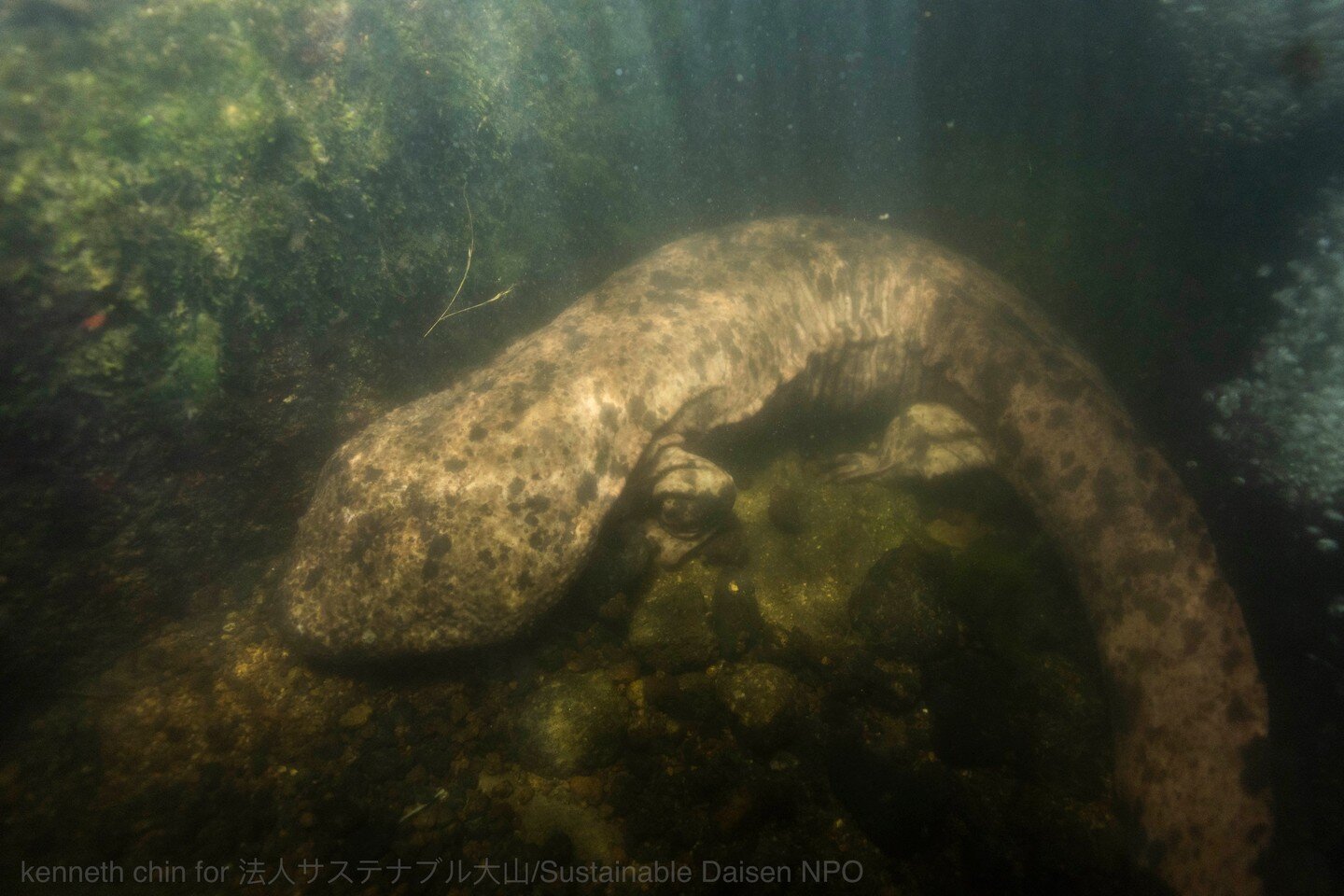 Brilliant photographer and friend of Sustainable Daisen @kenchinphoto recently came and took these wonderful photographs. Thank you! #japanesegiantsalamander #nature #animals #conservation #amphibian #herpetology #Japan #salamander