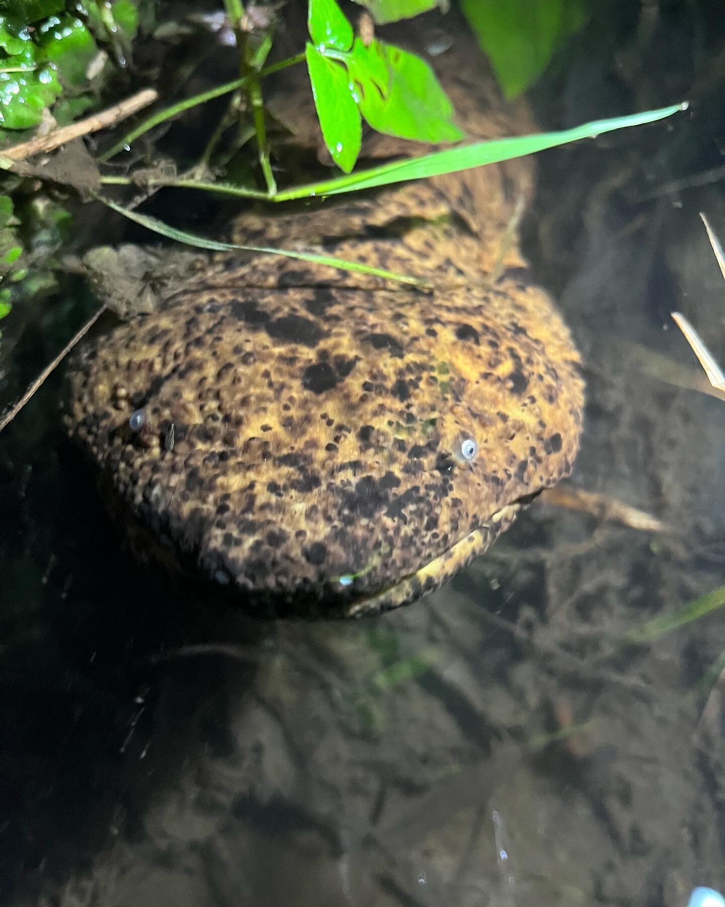 Last night @graysonfauna and I were lucky enough to see these beauties up close and photograph them. These photos were taken using an iPhone. Imagine what you could do with a real camera! #japanesegiantsalamander #japanesewildlife #naturephotography 