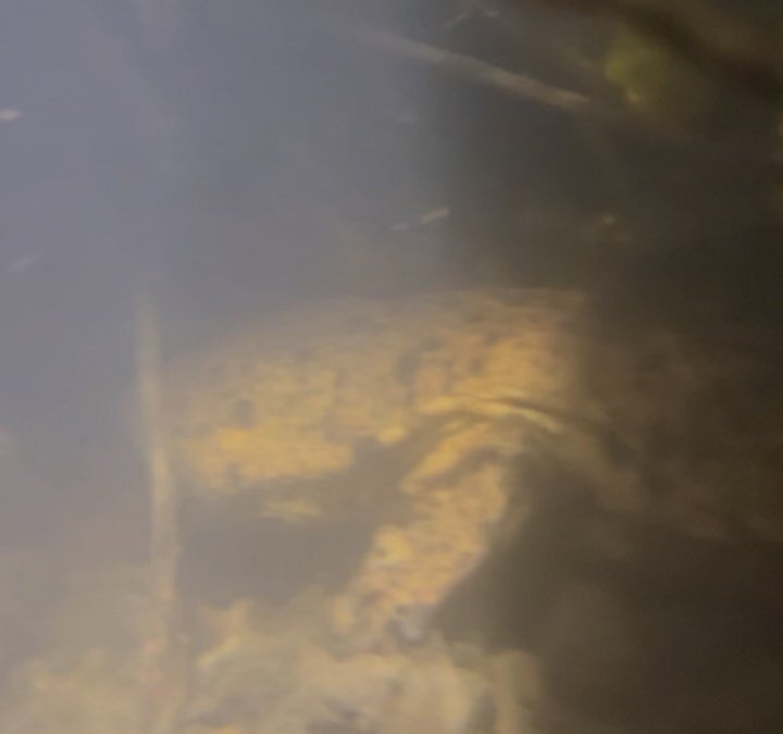 Check out those eyes! Nice to see you, too! Japanese giant salamander viewing and conservation tours. Contact us for more details or checkout www.bushidojapan.com. Learn about the real situation for the JGS and also find out what we are doing about i