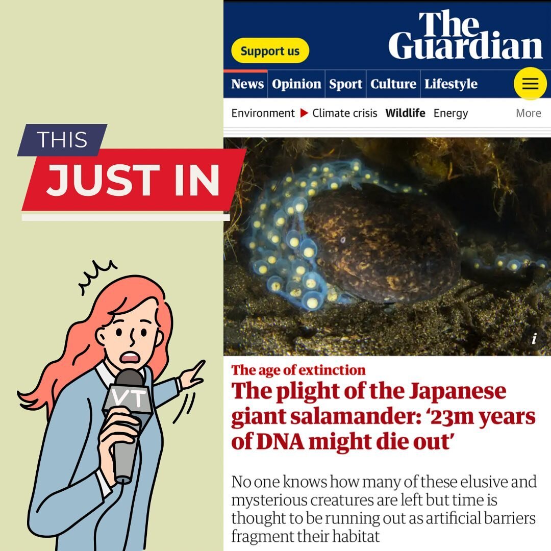 Big news! 
An article was written in The Guardian about the state of the Japanese Giant Salamander and Sustainable Daisen&rsquo;s efforts to protect it. 

Please give it a read to learn more about the current situation and share so we can spread the 