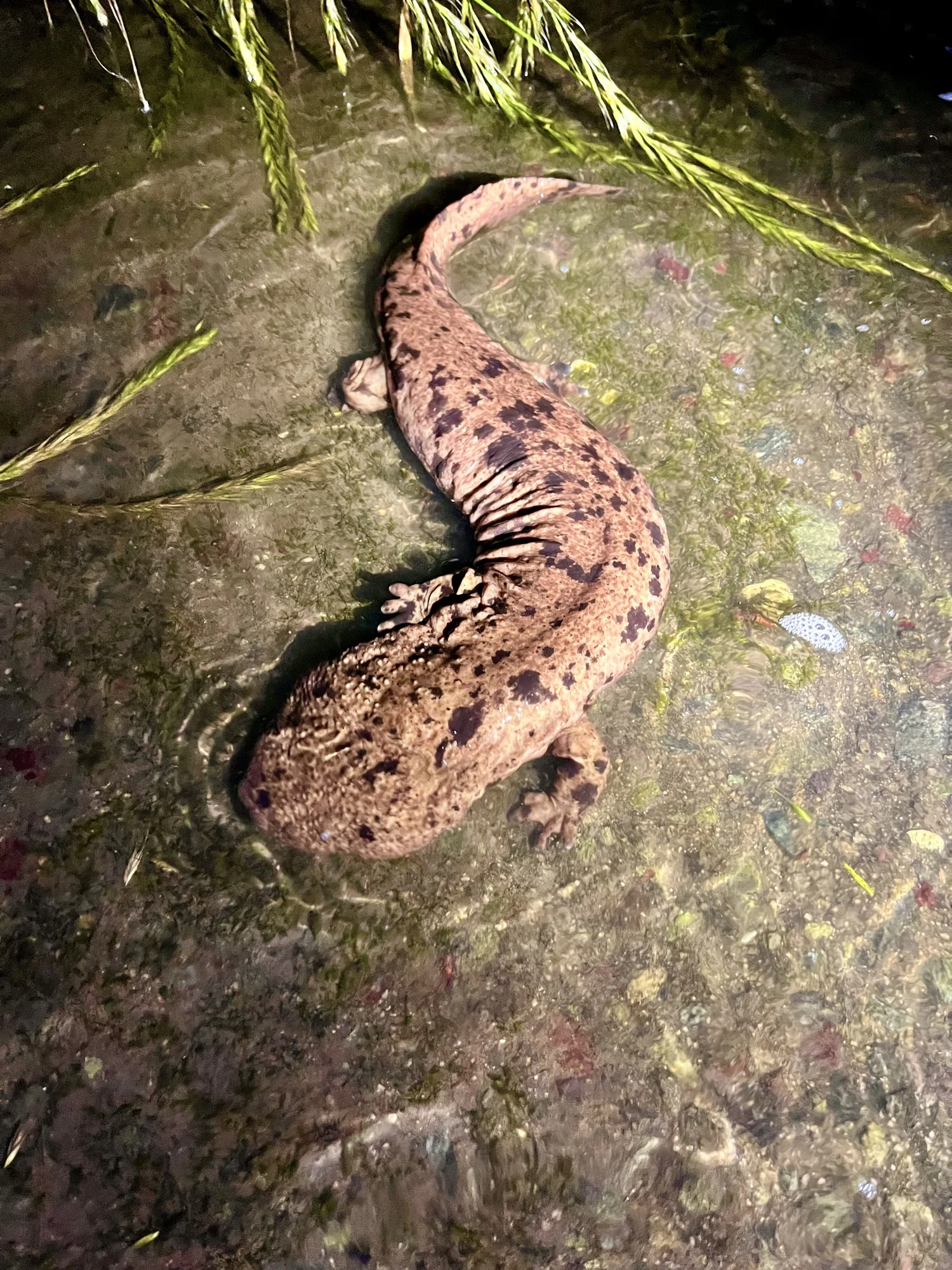 Andrias Japonicus -- Earthpedia animal, image size:1500x2000