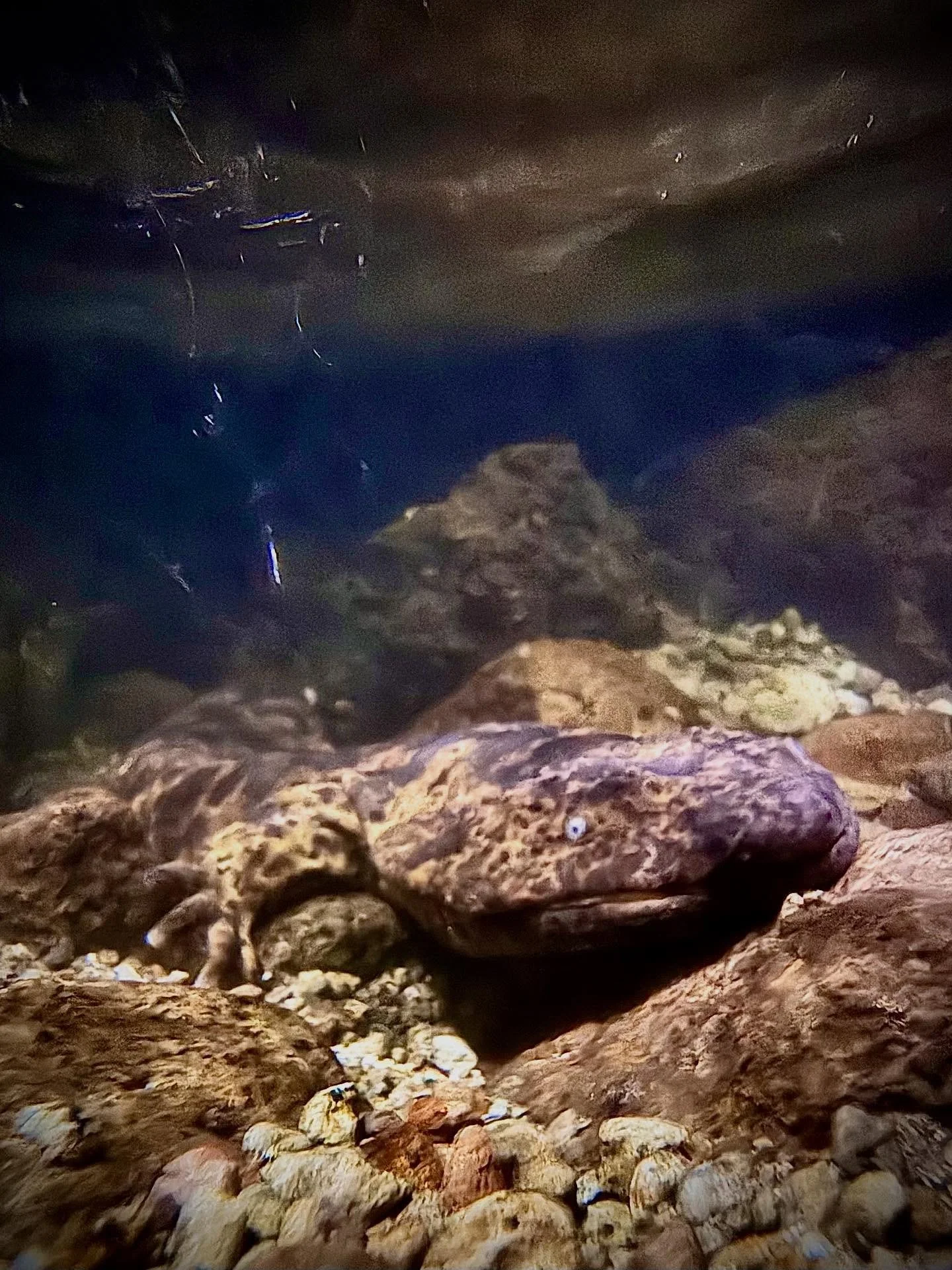 Perfect camouflage! These ambush predators blend in so well, you’d think they were just rocks—if not for those watchful eyes.
#japanesegiantsalamander #amphibians #salamanders #animals #nature #predators #wildlife