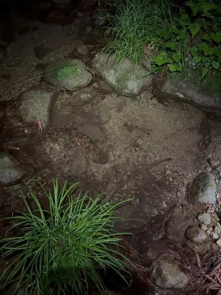 How beautiful you are! Great opportunities to see Japanese Giant Salamanders in the wild without disturbing them here on Mount Daisen. Shallow and clear water provide wonderful opportunities for photography and videography. Join us for a tour and exp