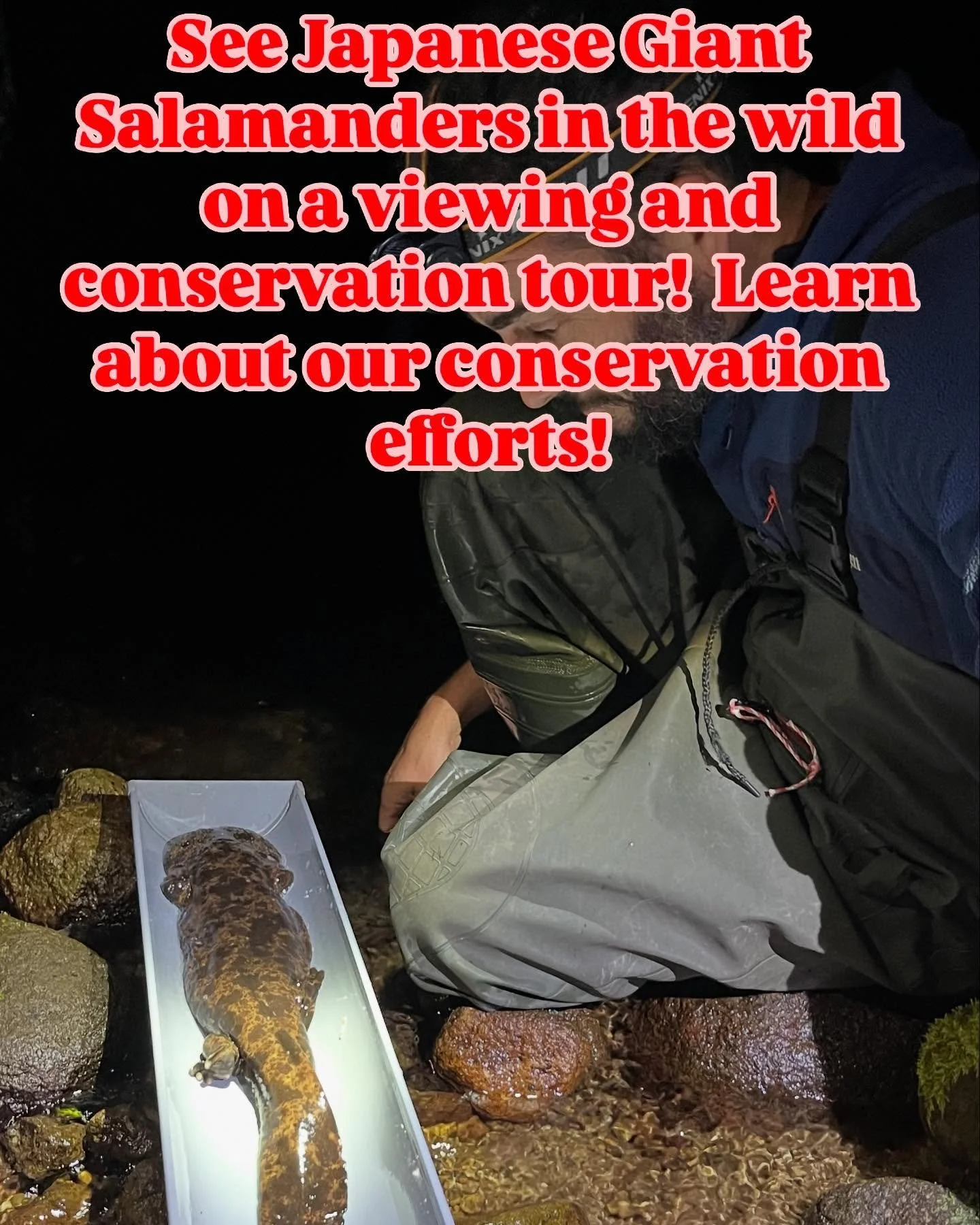 Ever dreamt of seeing a Japanese Giant Salamander in the wild?
Join a licensed researcher in the field for an unforgettable observation and research experience. Visit bushido.japan.com to learn how you can take part in the only conservation-focused J