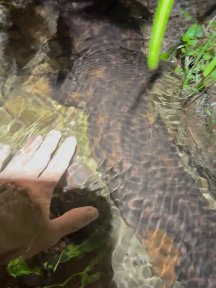 A real gentle giant.
Last night, during a survey with a visiting professor from the USA, I had the incredible luck of encountering this beautiful 91cm female Japanese Giant Salamander — possibly close to 100 years old.
She had a distinctive W-