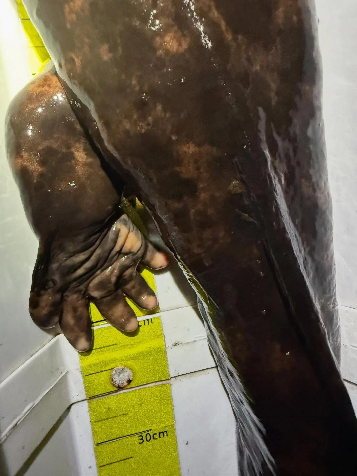 There’s a quiet magic in Japanese Giant Salamander feet. Broad, powerful, yet almost human in their shape. They press against the riverbed with ancient purpose — four digits on the front, five on the back — unchanged for millions of