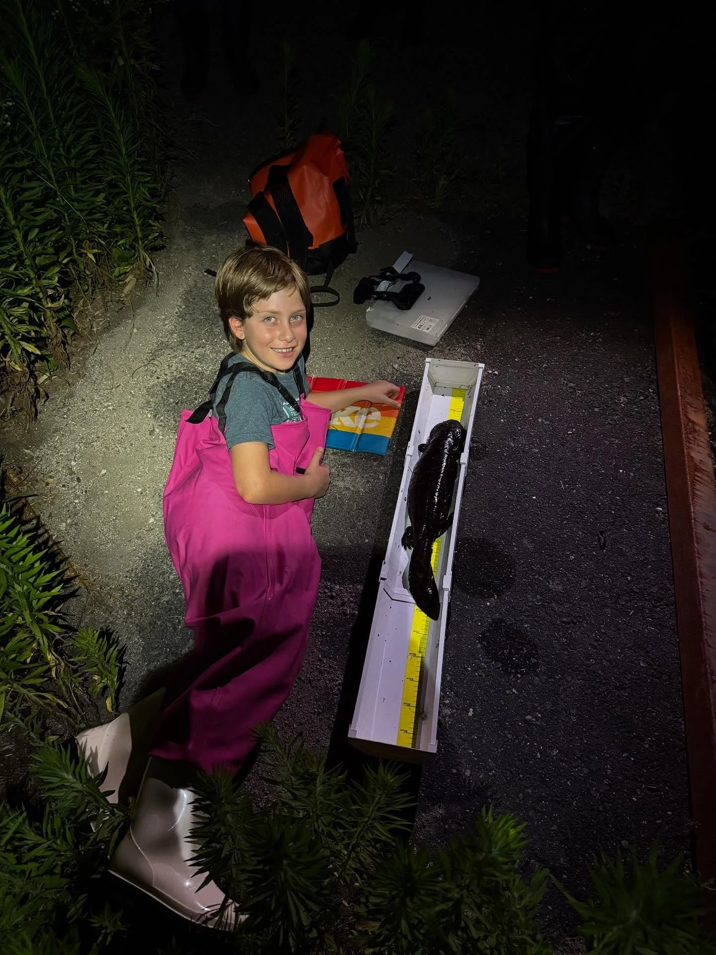 “Not every family adventure takes you deep into a river at night…”
Recently, I guided a fearless 8-year-old — as agile as any adult — and his amphibian-loving dad into the wild to search for Japanese Giant Salamanders.