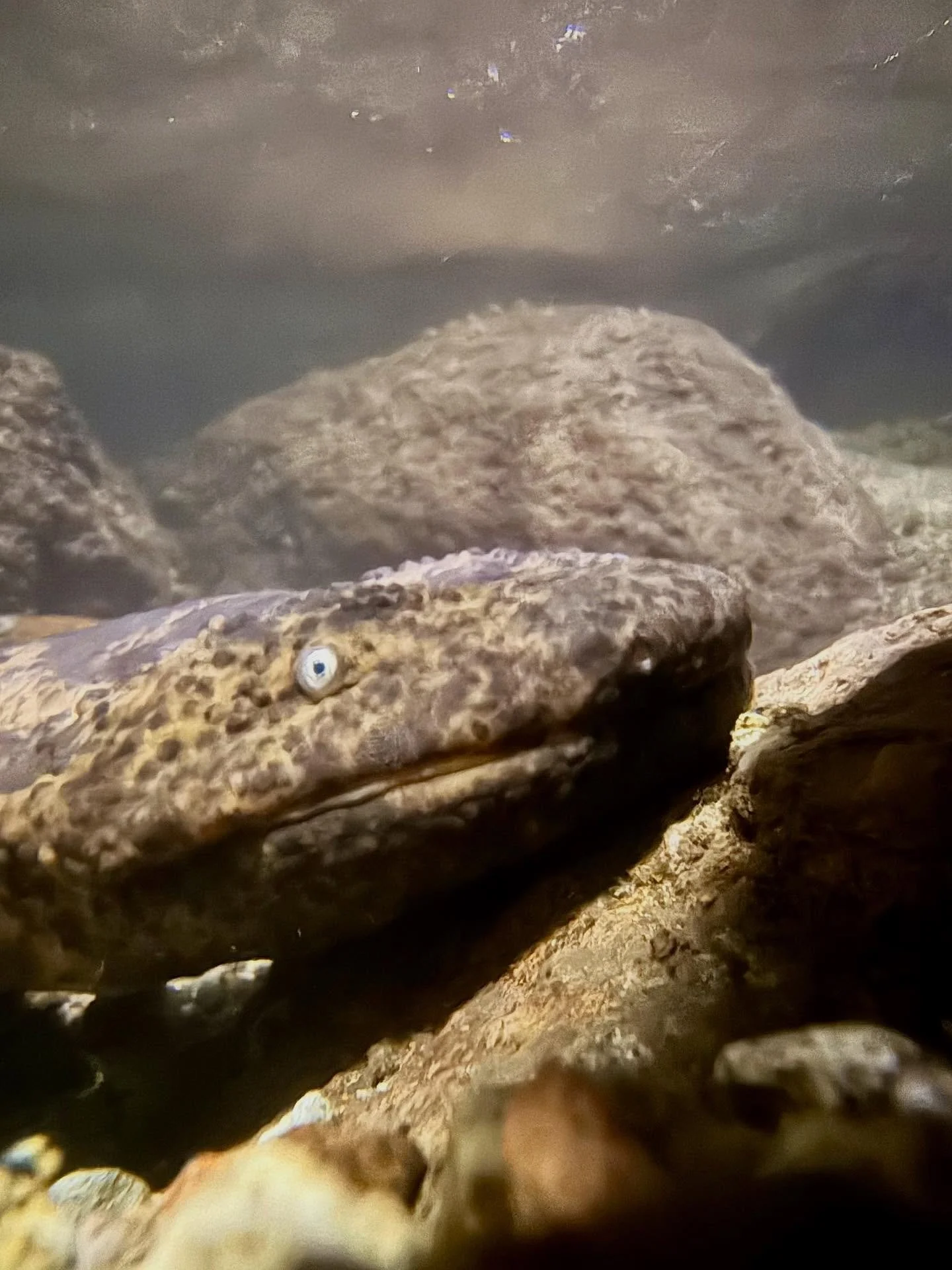 Introducing my special Japanese Wildlife & Culture Tour — Sept 2026
Next year I’ll be guiding a 15-night journey across Japan, bringing together two of my passions: wildlife conservation and Japanese culture.
🌿 Wildlife: Crested Ib